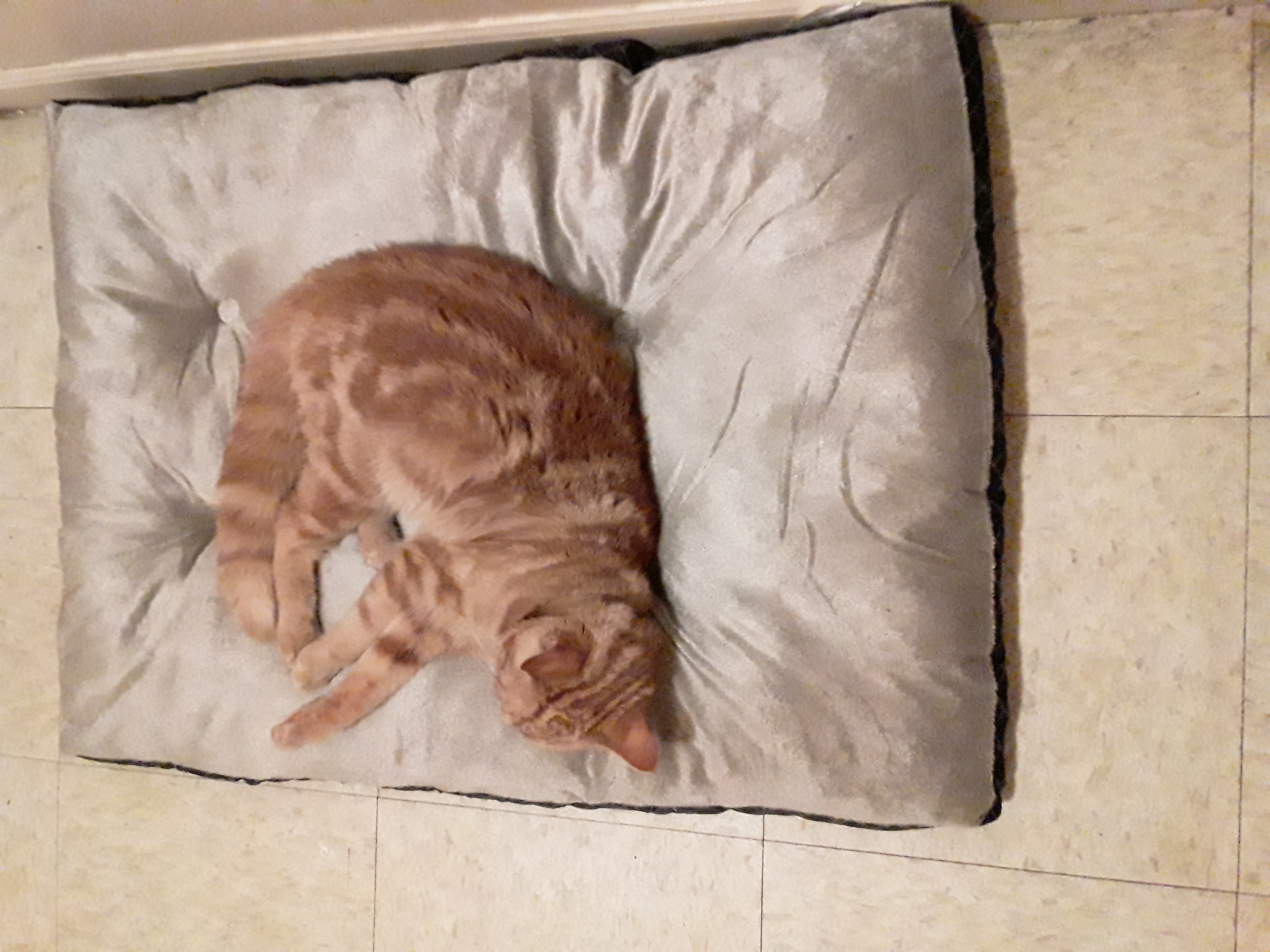 adoptable Cat in Muncie,IN named Charm