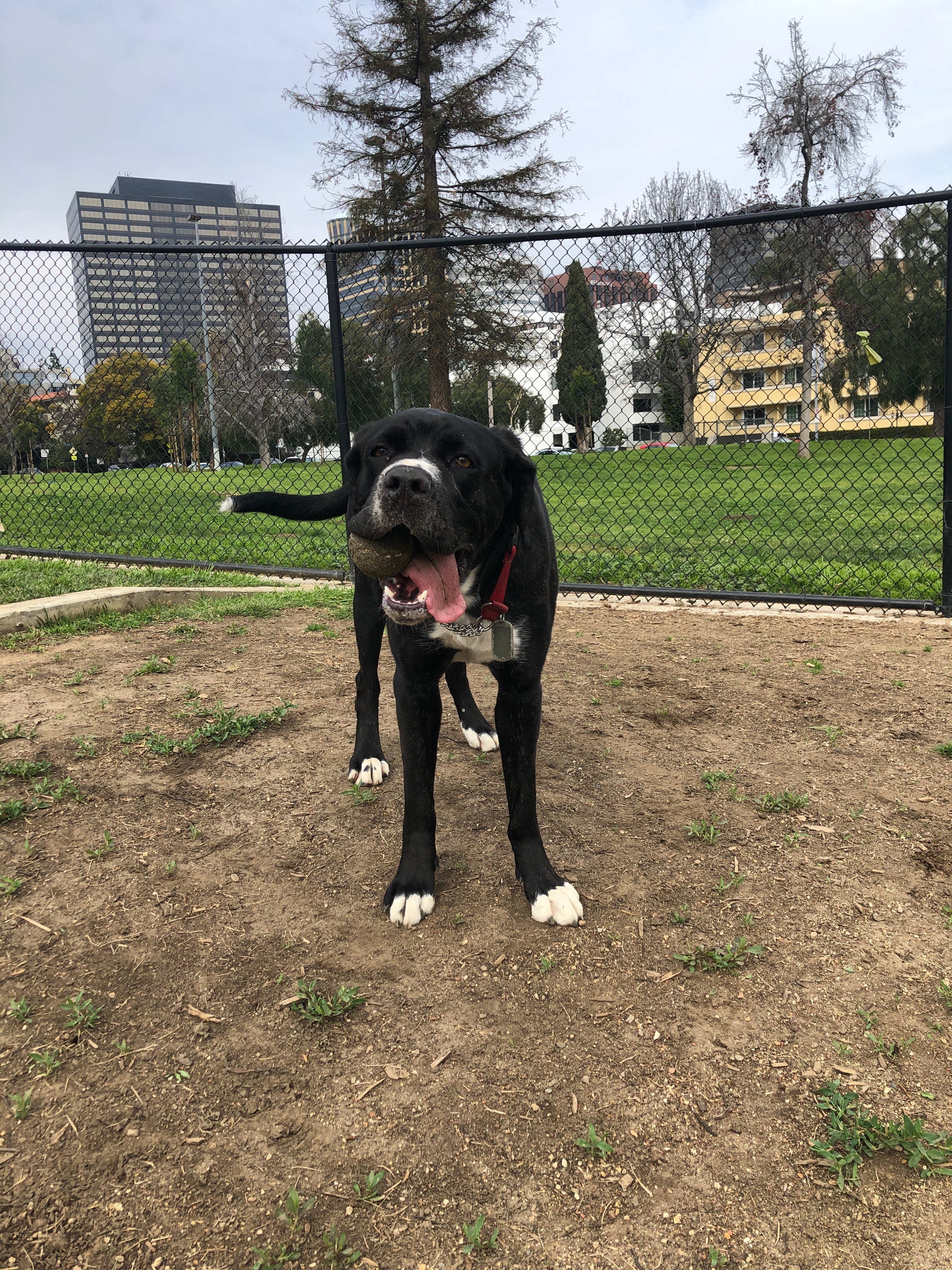 adoptable Dog in Los Angeles,CA named Bear