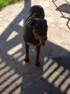 adoptable Dog in Dallas,TX named Callisto