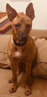 adoptable Dog in Keller,TX named Rosie