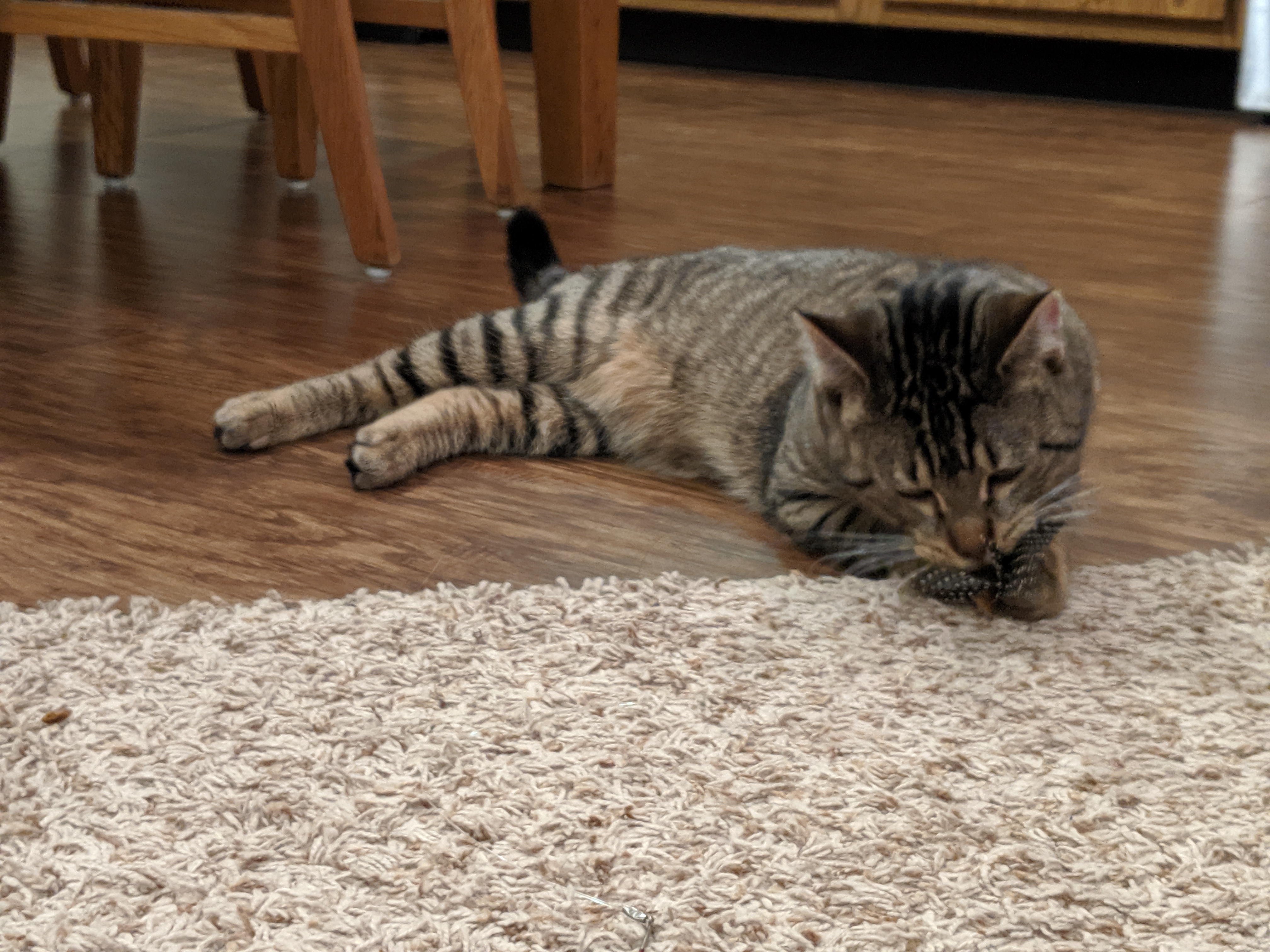 adoptable Cat in Rapid City,SD named Neil