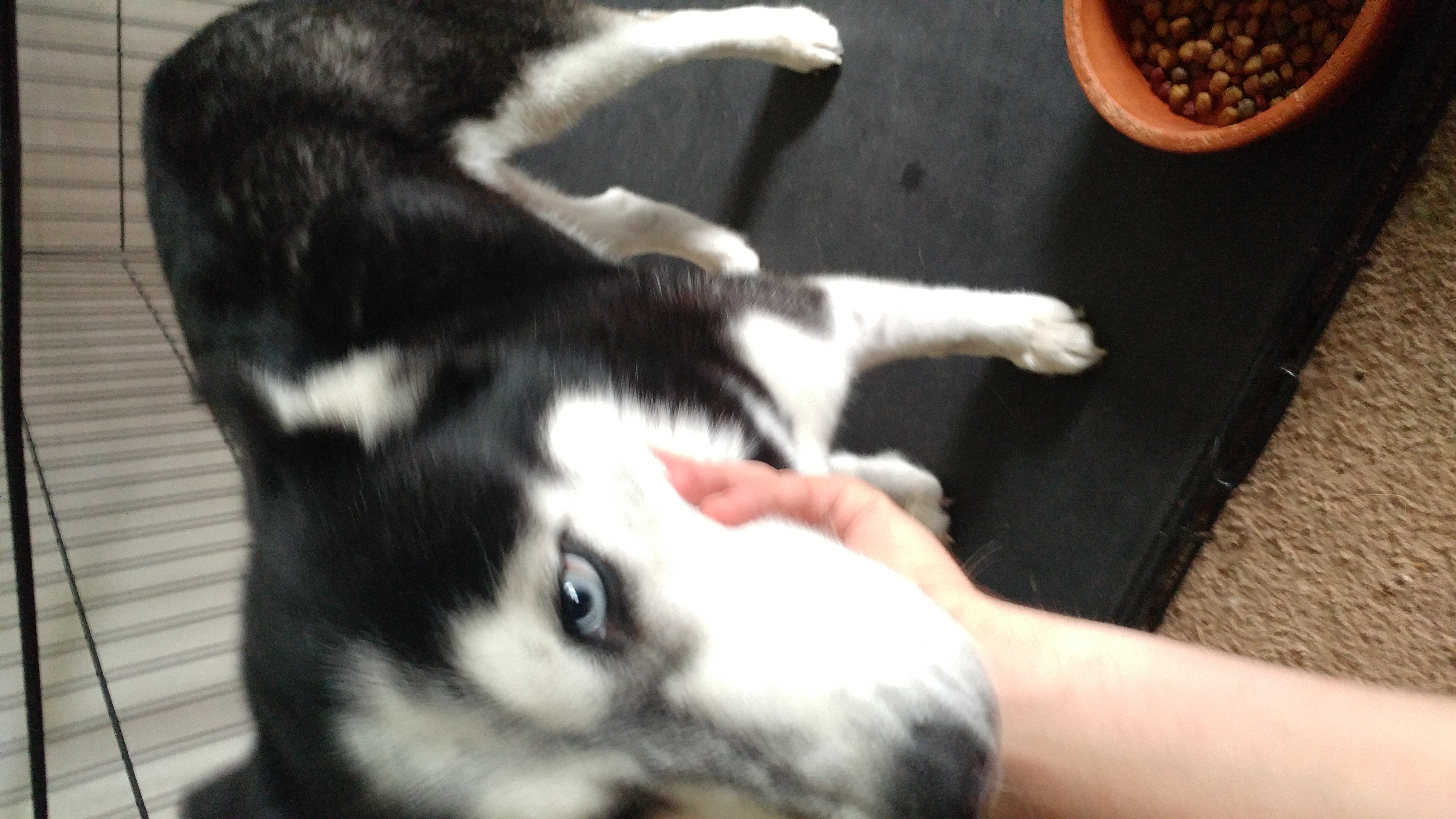 adoptable Dog in Whiteland,IN named Babygirl/Shakora