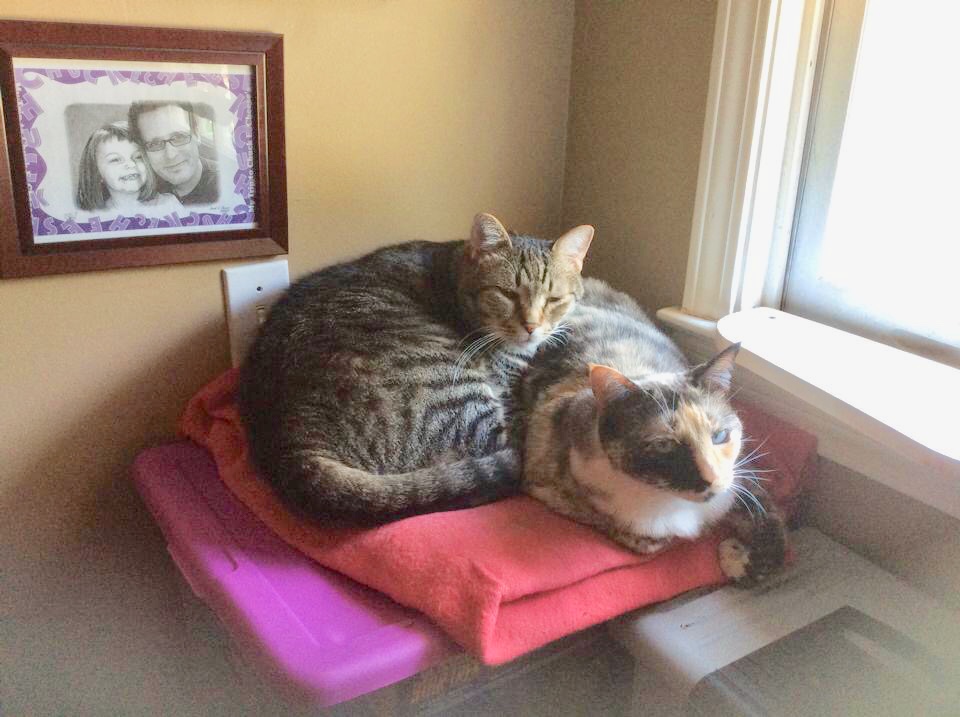 adoptable Cat in Roswell,GA named Riley (tabby, Male) & Maizy (Calico female)