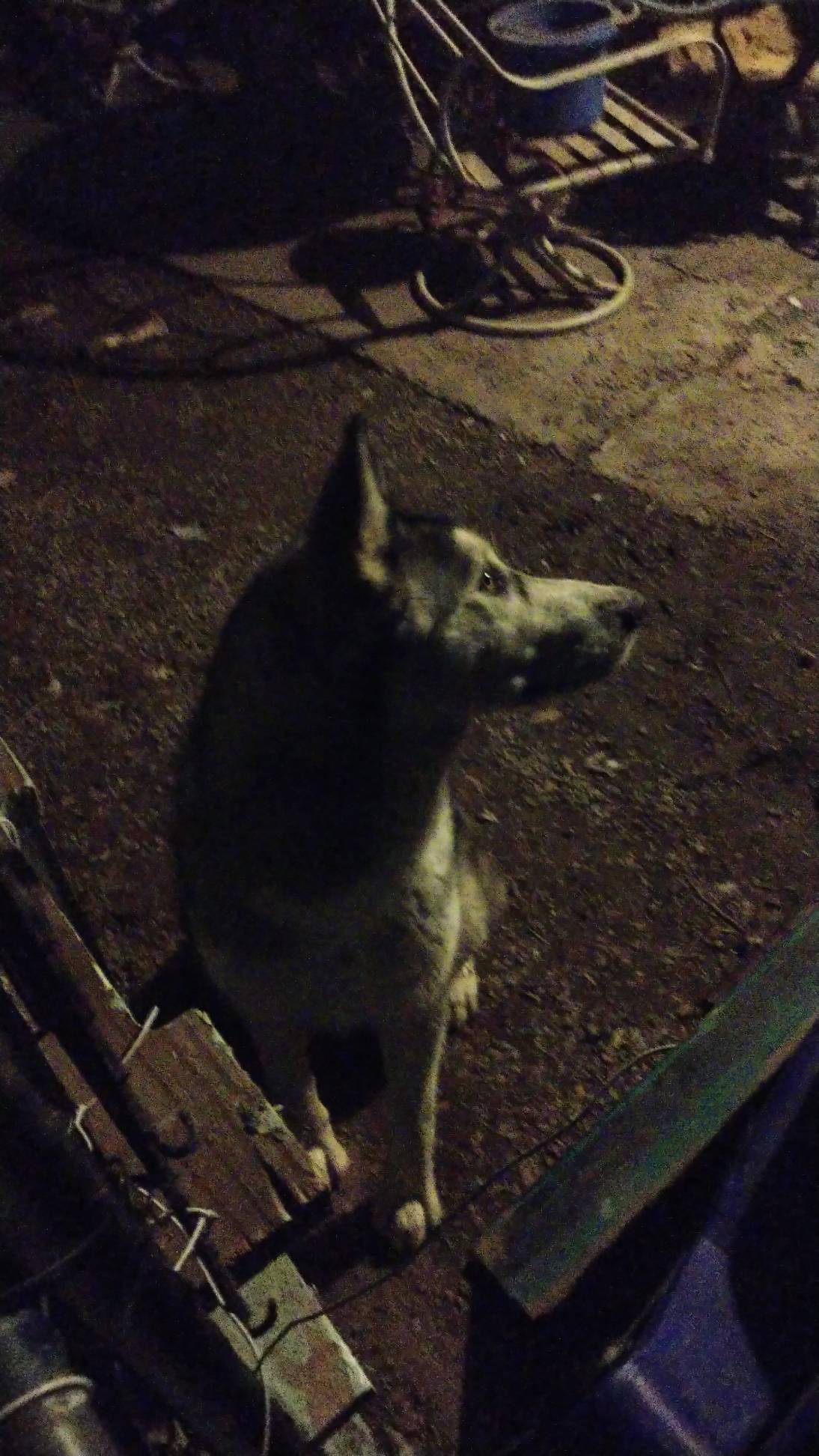 adoptable Dog in Las Cruces,NM named Balto