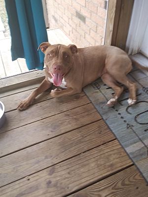 adoptable Dog in West Columbia,SC named Harper