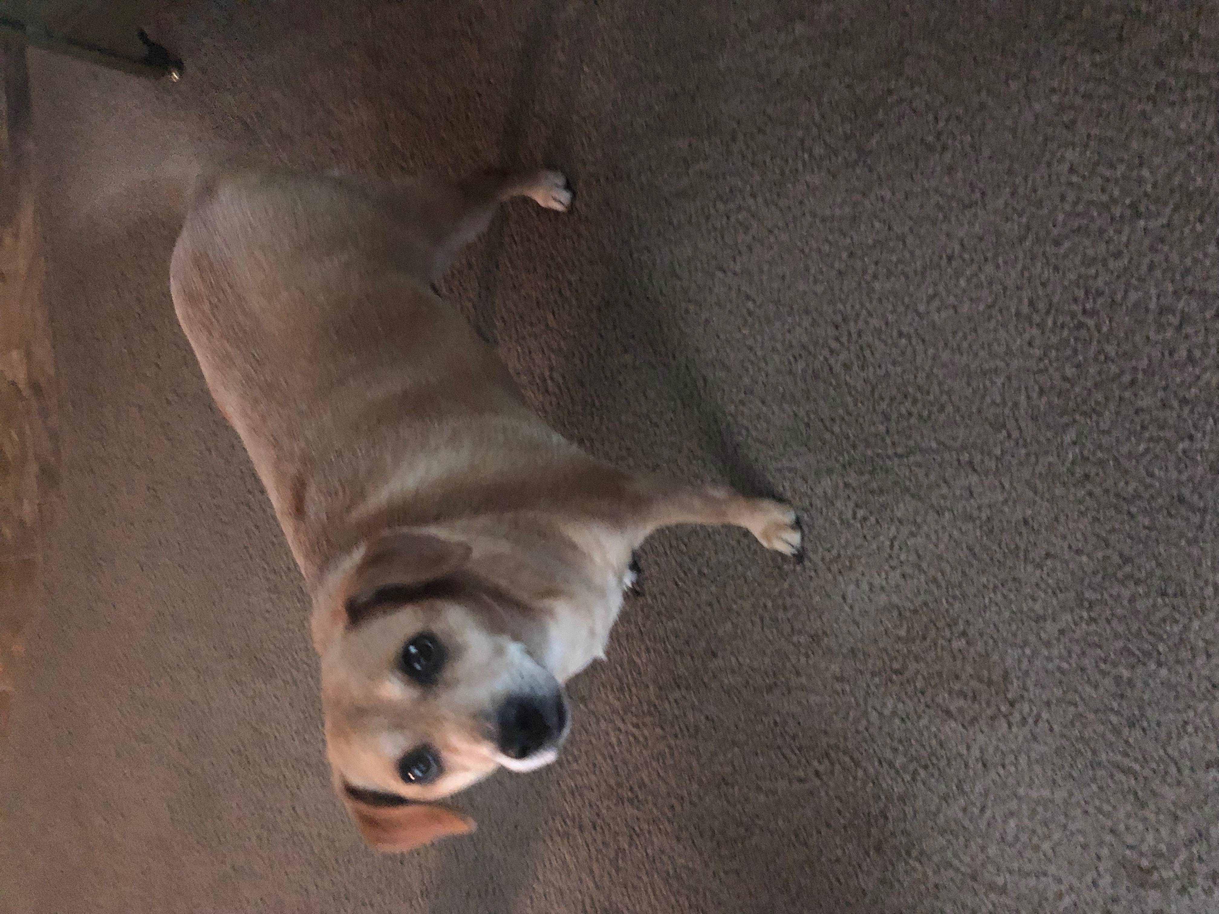 adoptable Dog in Jackson,MI named Daisy