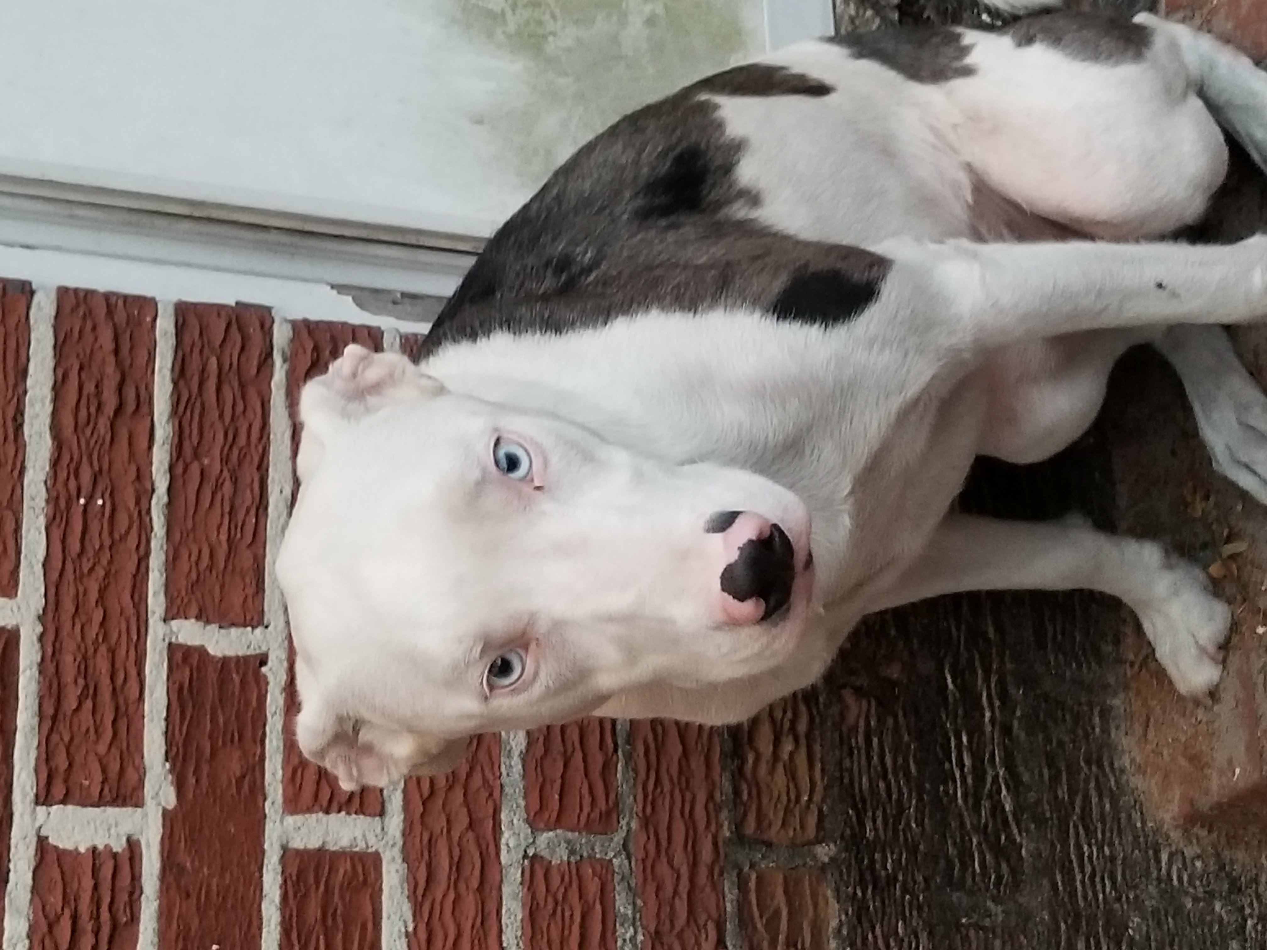 adoptable Dog in Jacksonville,FL named Blufort