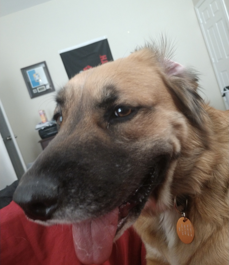 adoptable Dog in Sanger,TX named Bear