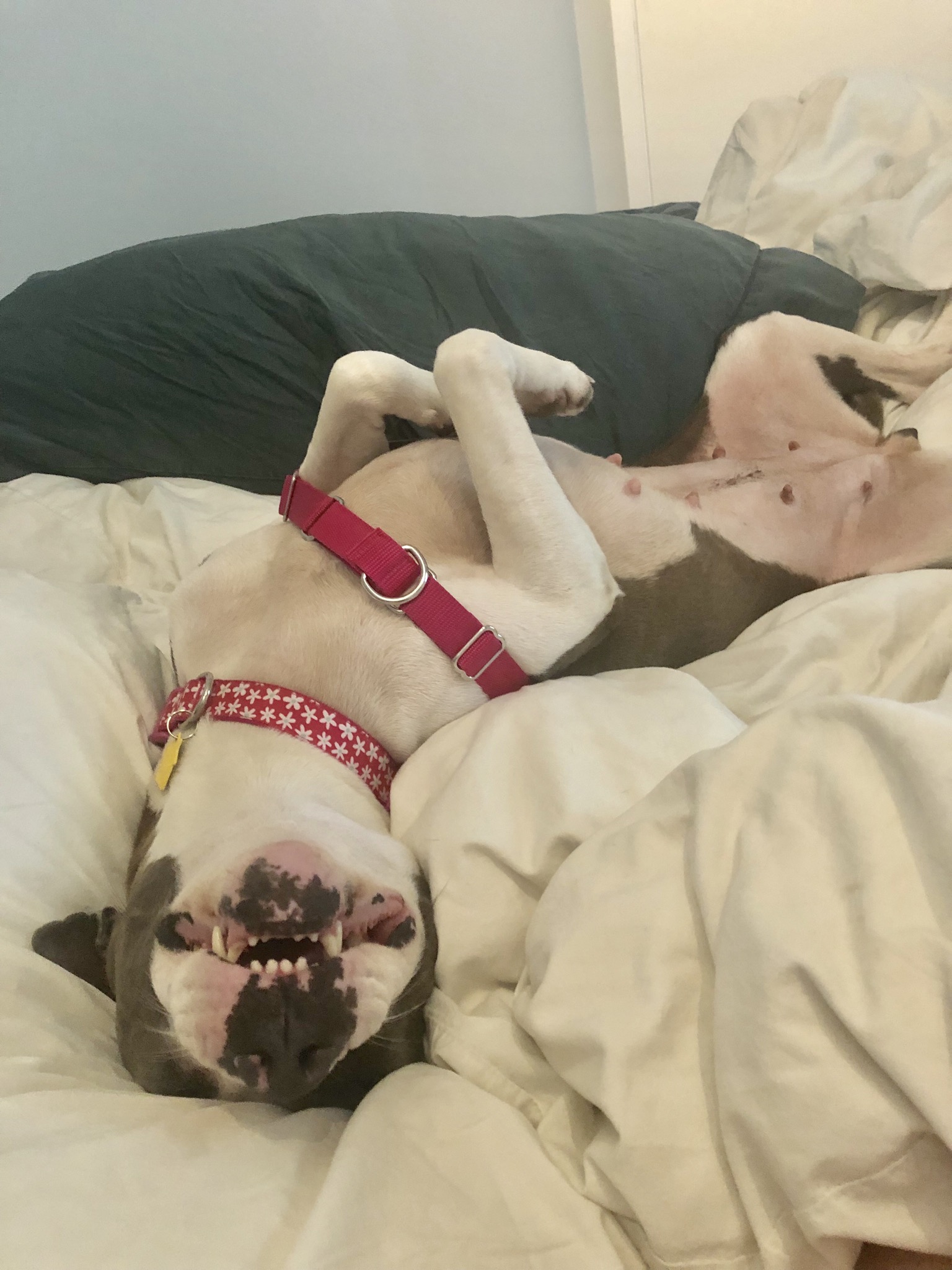 adoptable Dog in Houston,TX named Daisy