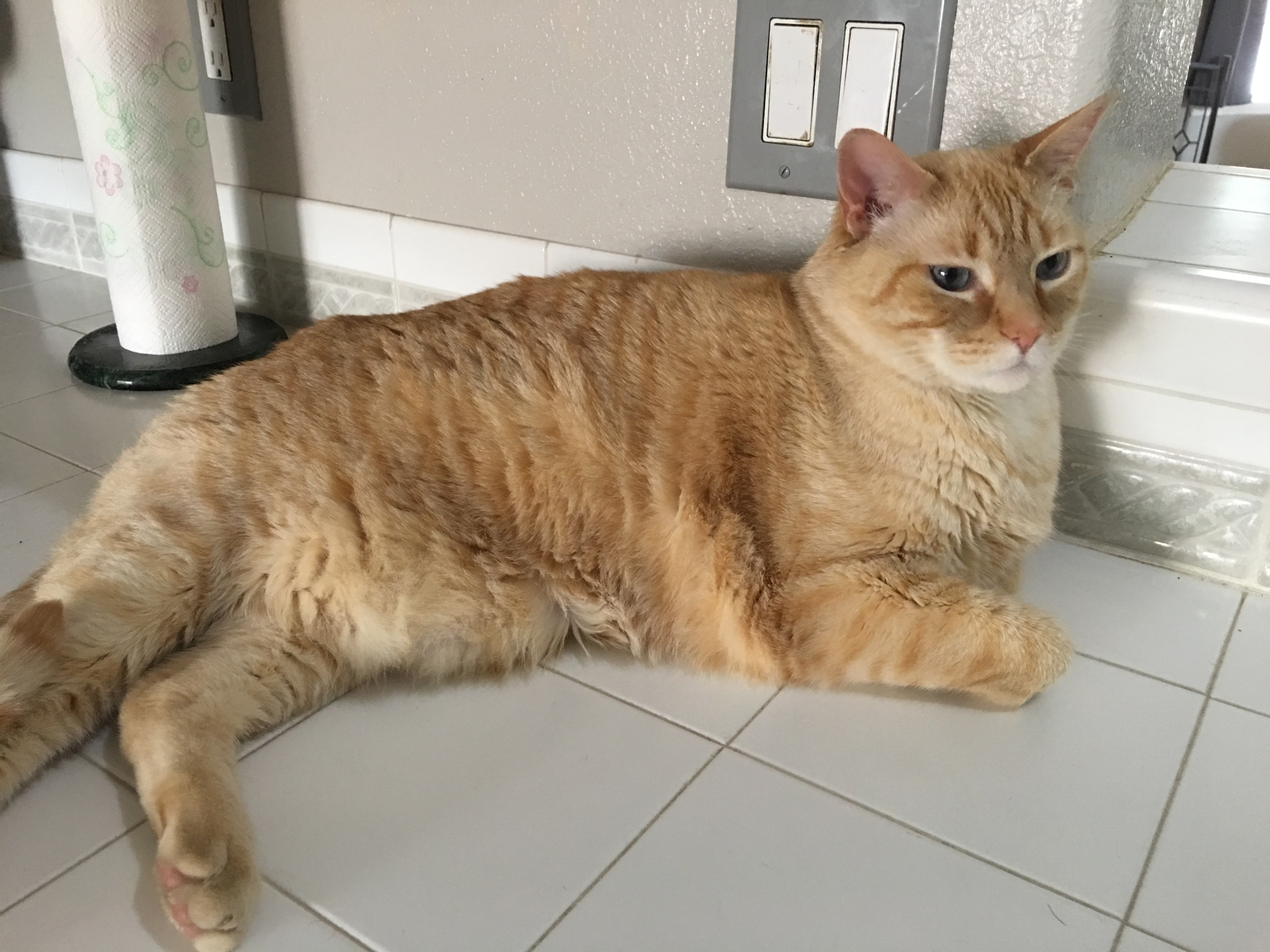 adoptable Cat in Los Lunas,NM named Groby