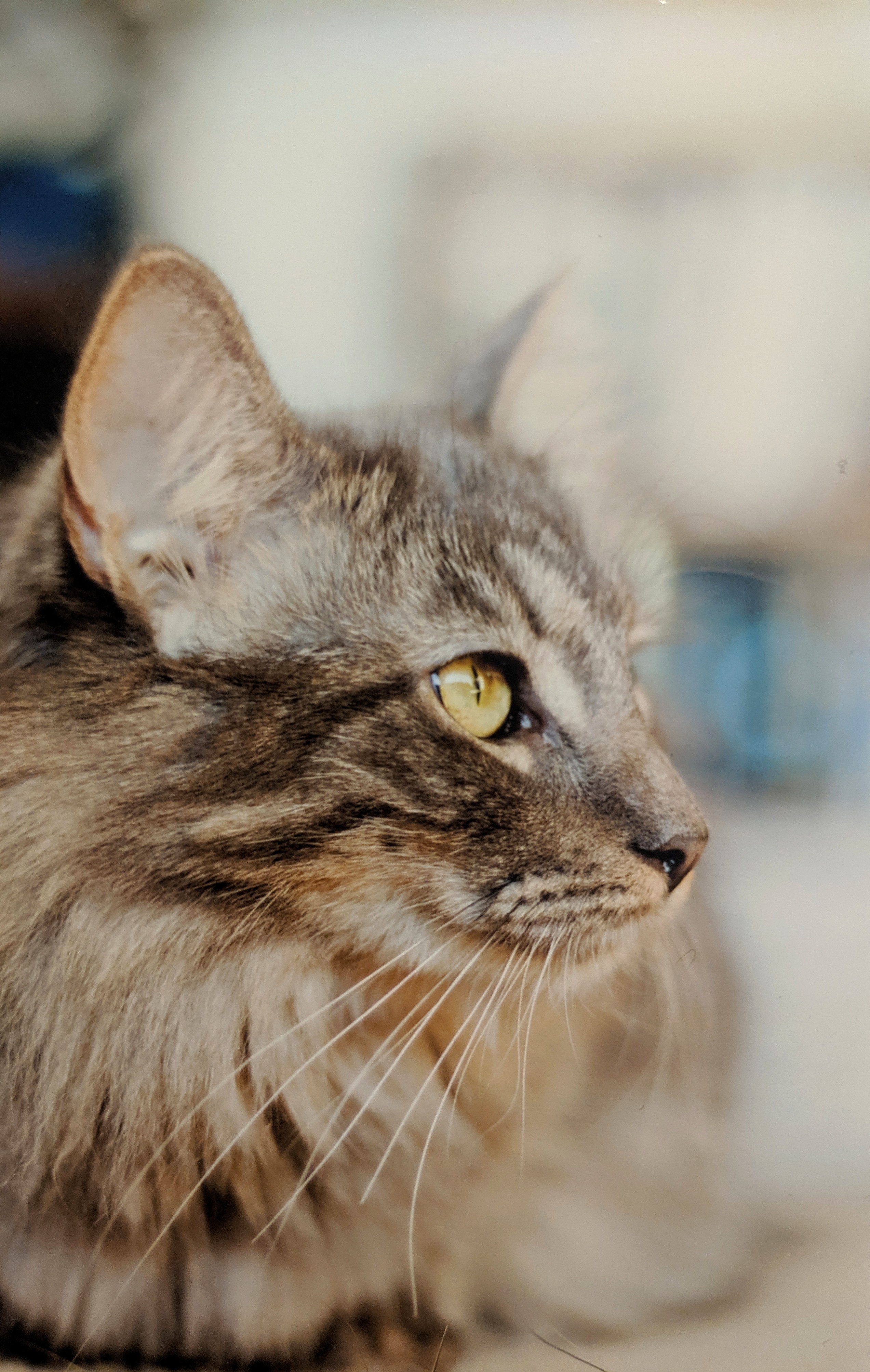 adoptable Cat in Littleton,CO named Kat