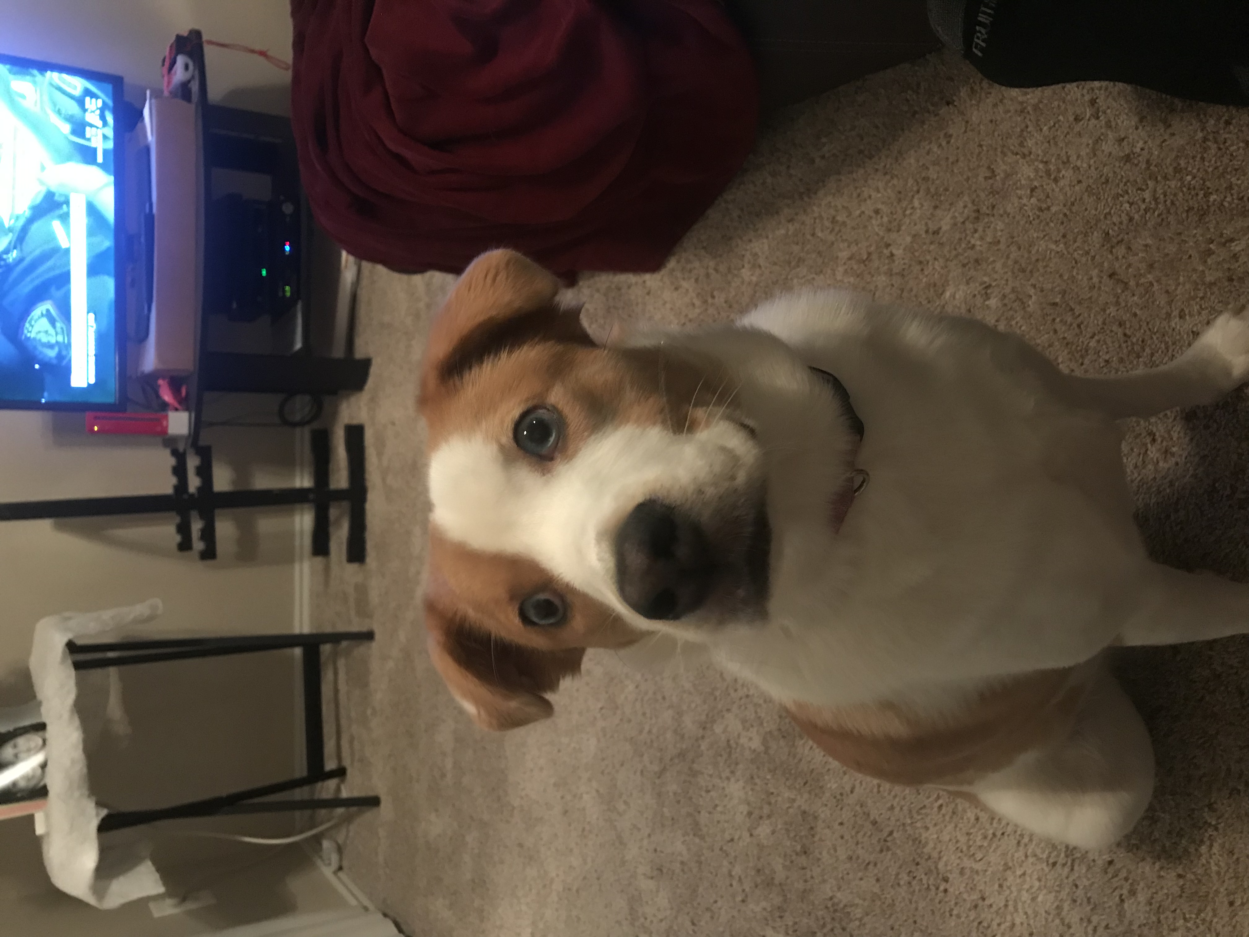 adoptable Dog in Dallas,TX named Star