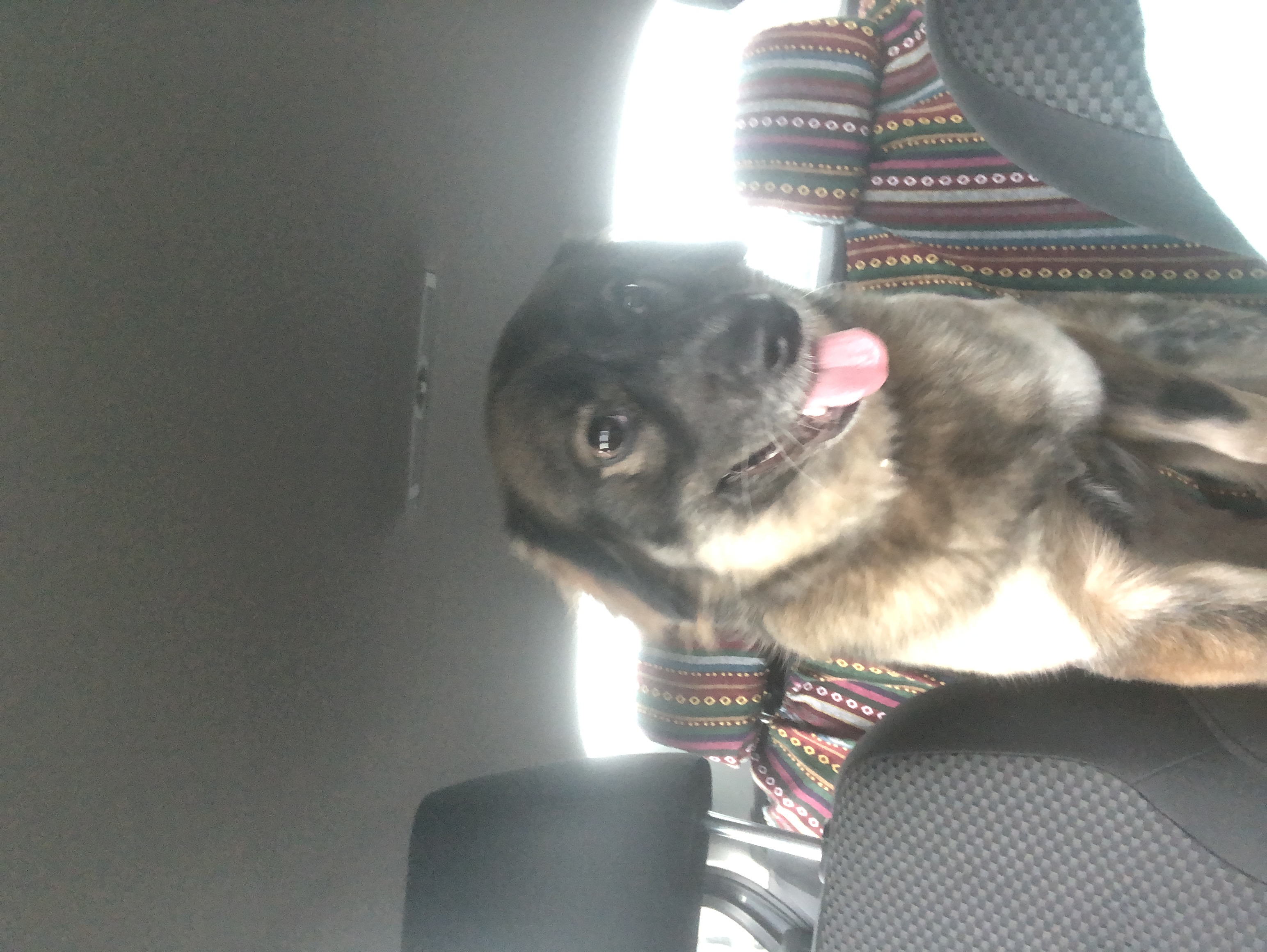 adoptable Dog in Woodbridge,VA named Abby