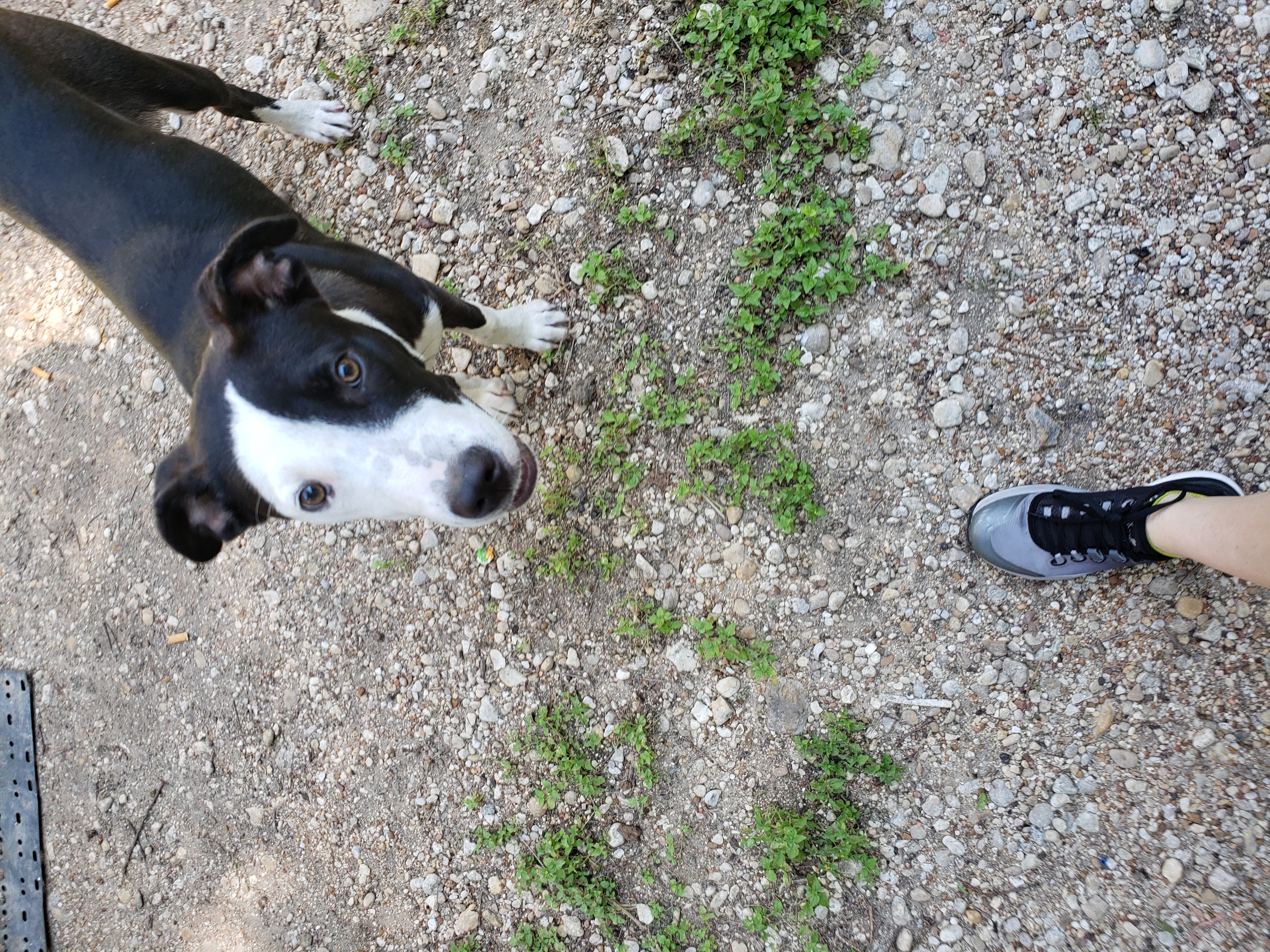 adoptable Dog in Waco,TX named Tachi