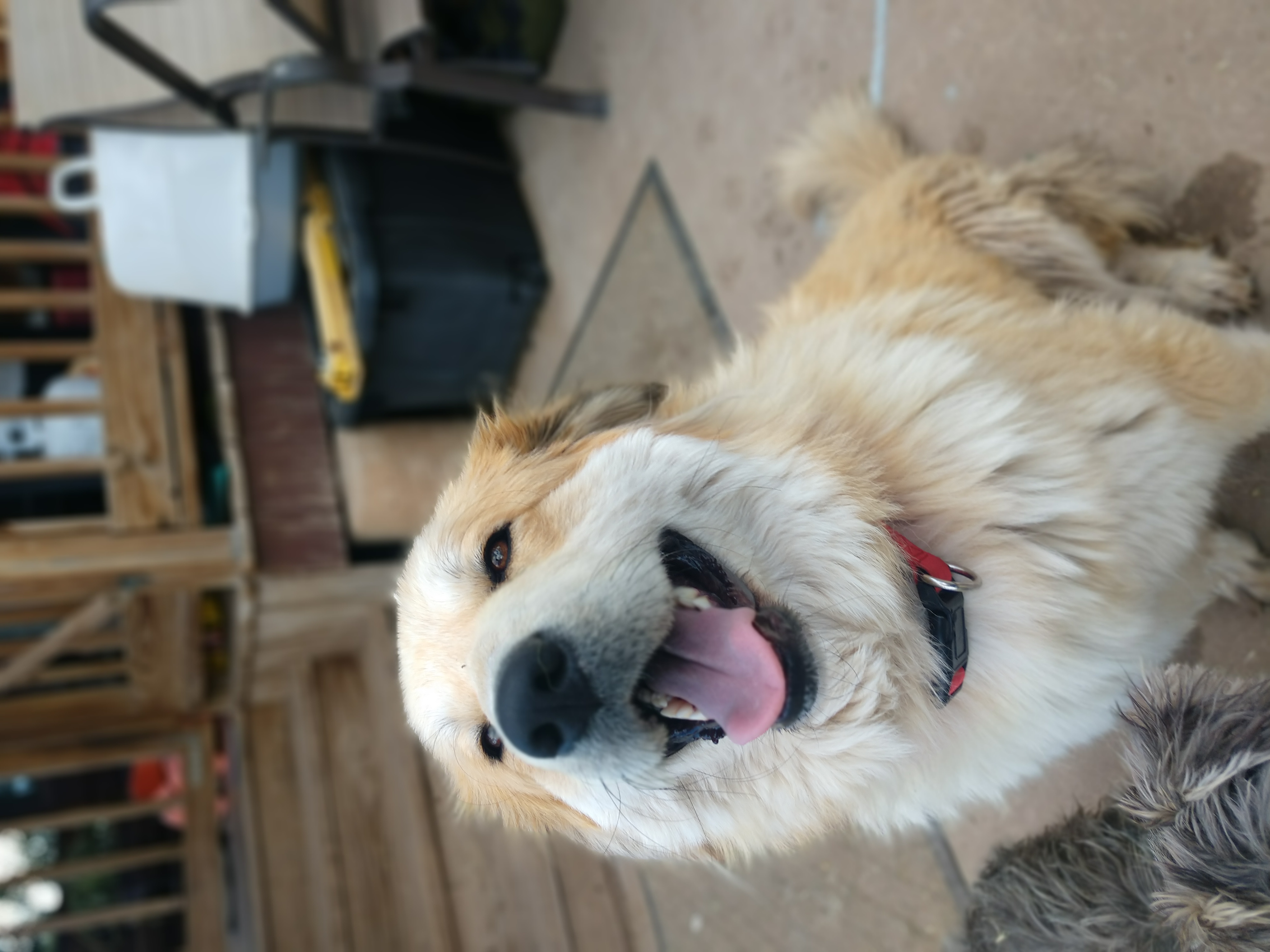 adoptable Dog in Tijeras,NM named Freya