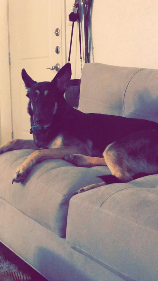 adoptable Dog in Killeen,TX named Kaiya
