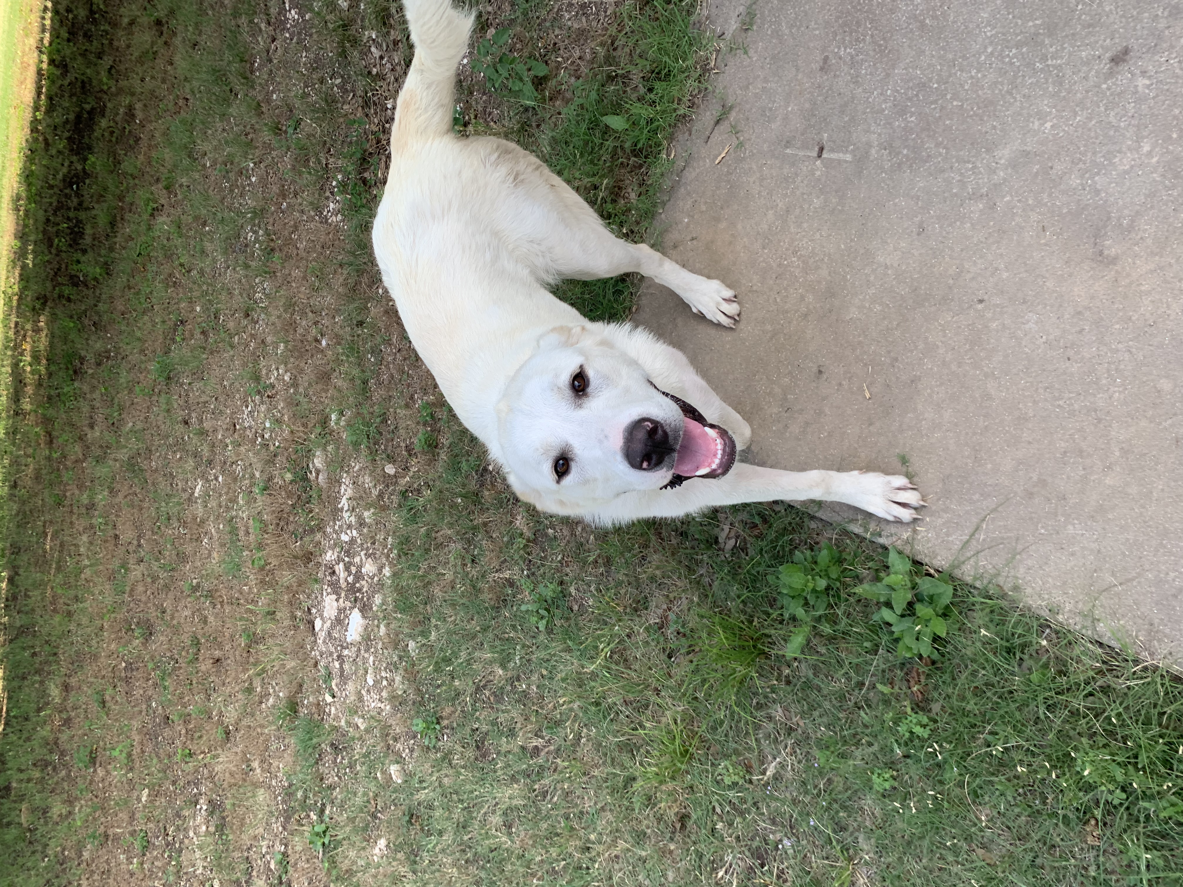 adoptable Dog in Gatesville,TX named Mona