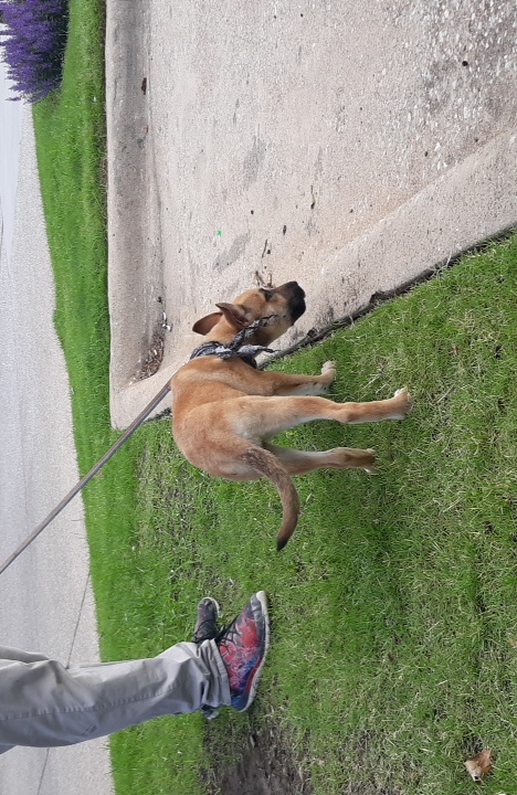 adoptable Dog in Euless,TX named Yoshi