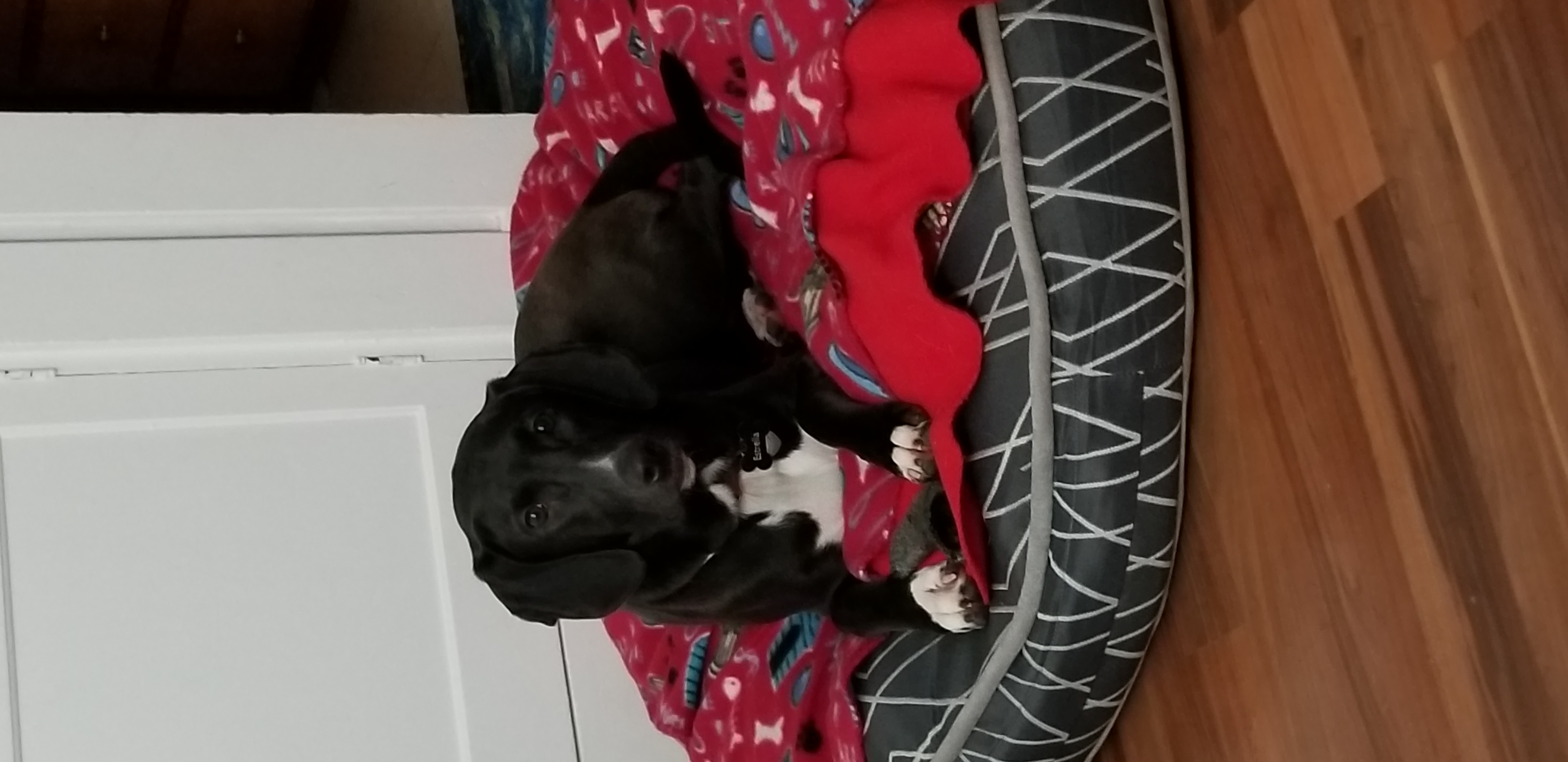 adoptable Dog in Tacoma,WA named Estrella