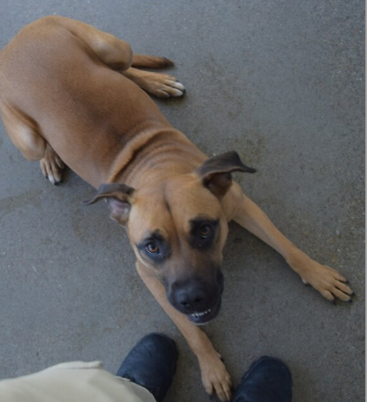 adoptable Dog in Tulsa,OK named Daisy