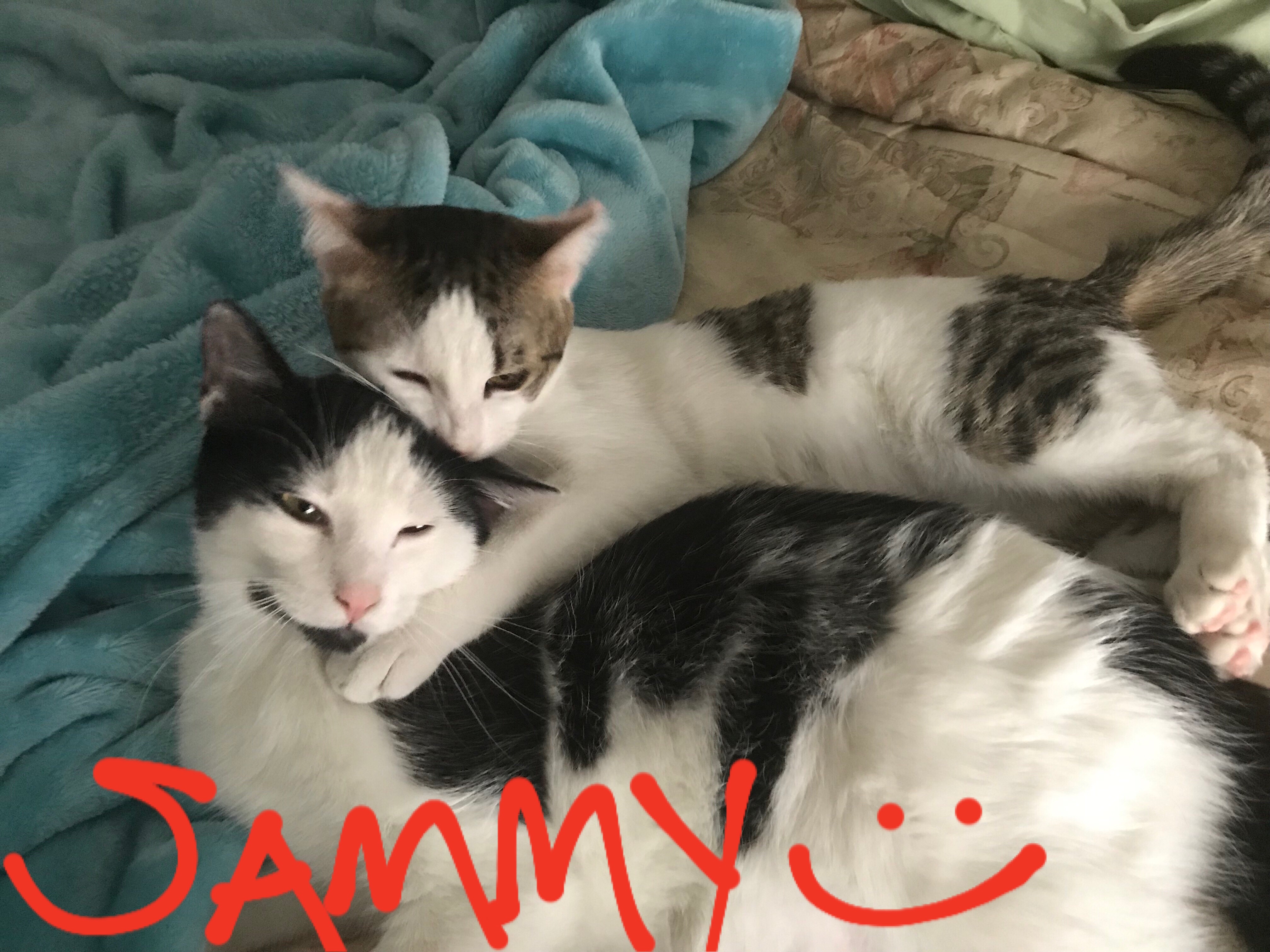 adoptable Cat in Oklahoma City,OK named Sammy and Jax