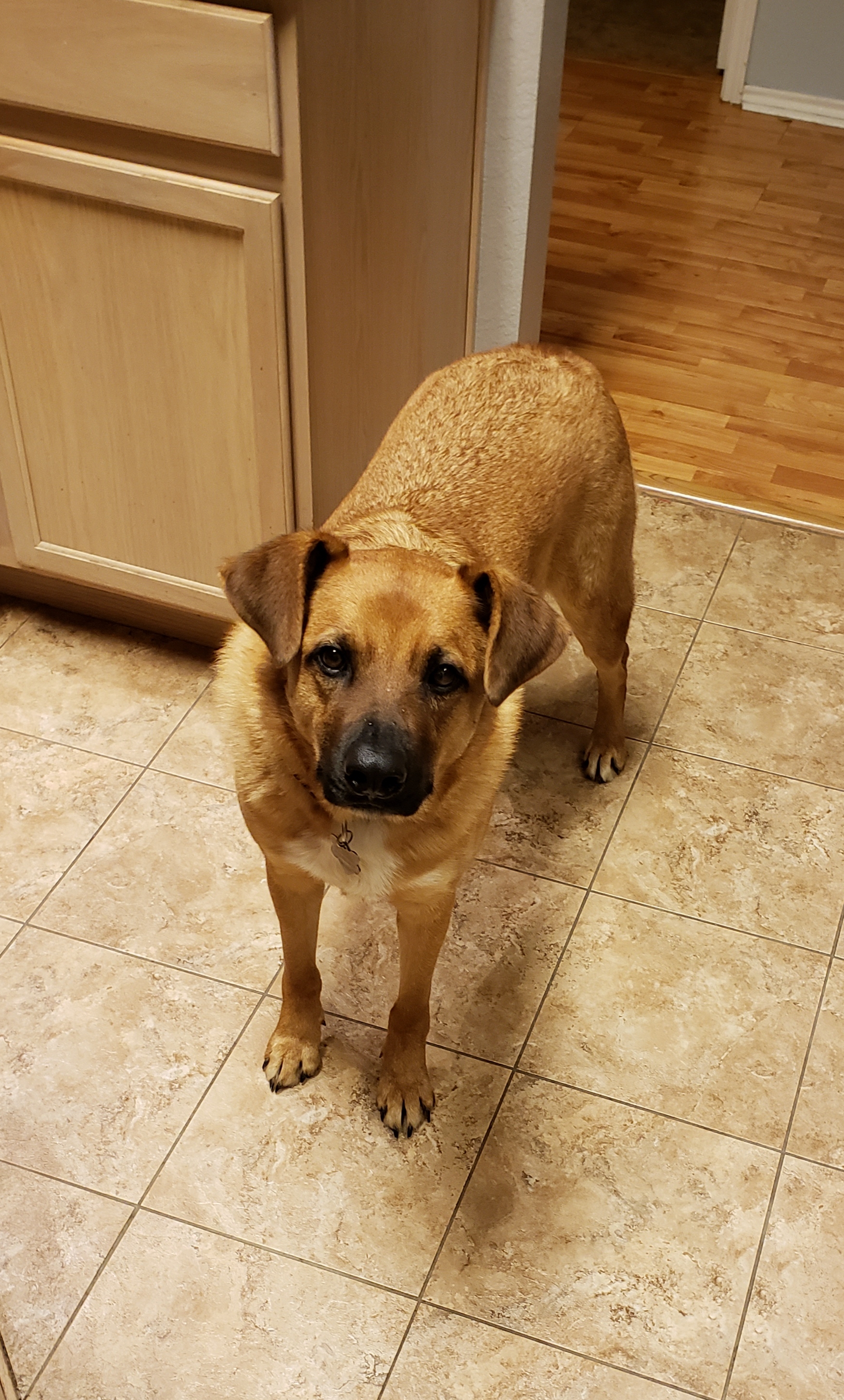 adoptable Dog in Lake Dallas,TX named Ryder
