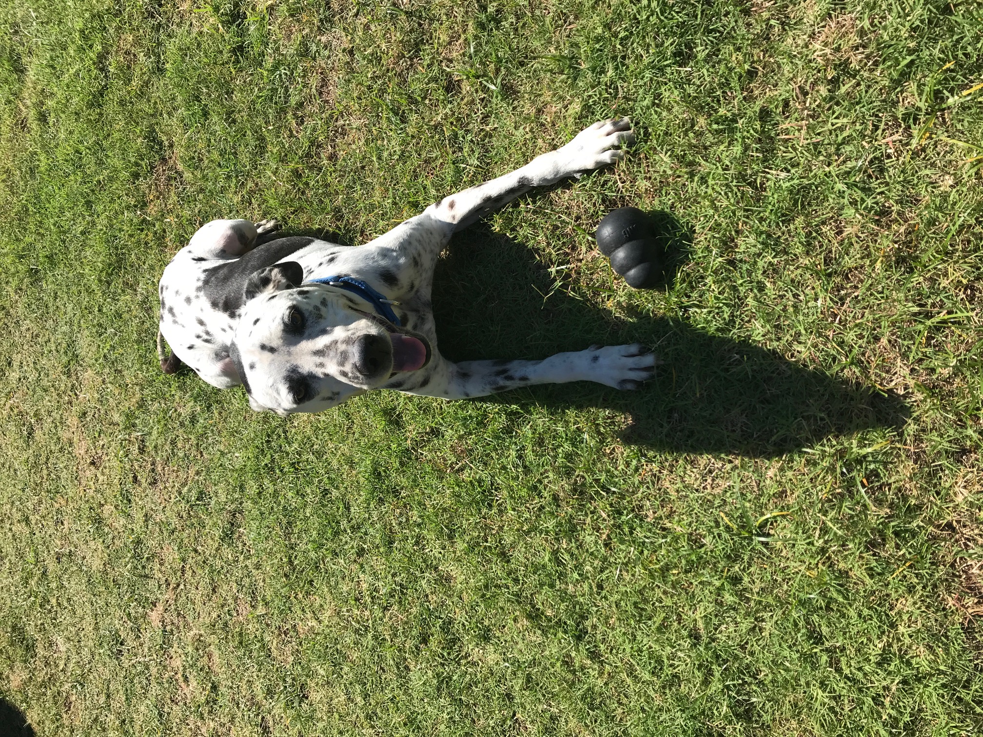 adoptable Dog in Celina,TX named Bandit