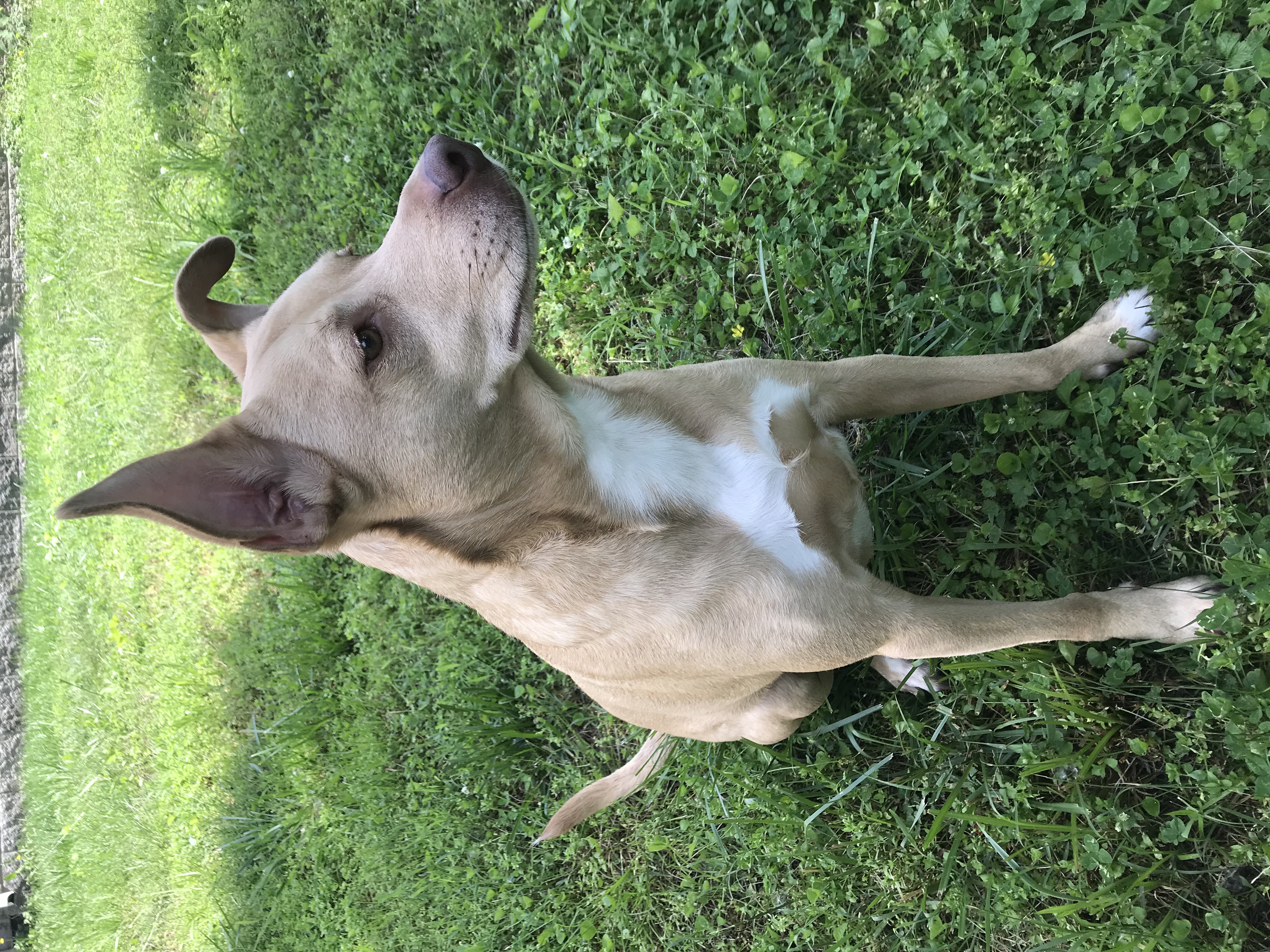 adoptable Dog in Antioch,TN named Bella