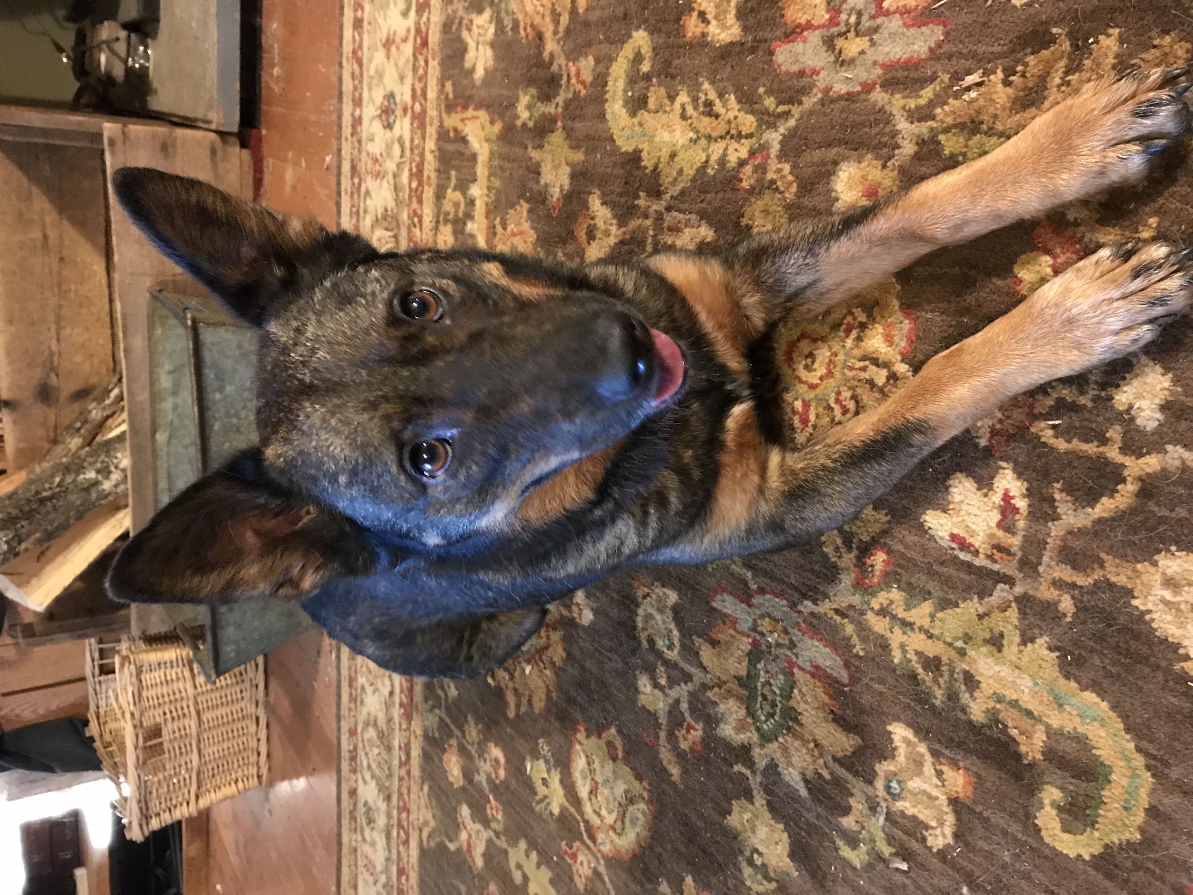 adoptable Dog in Beaverdam,VA named Dixie