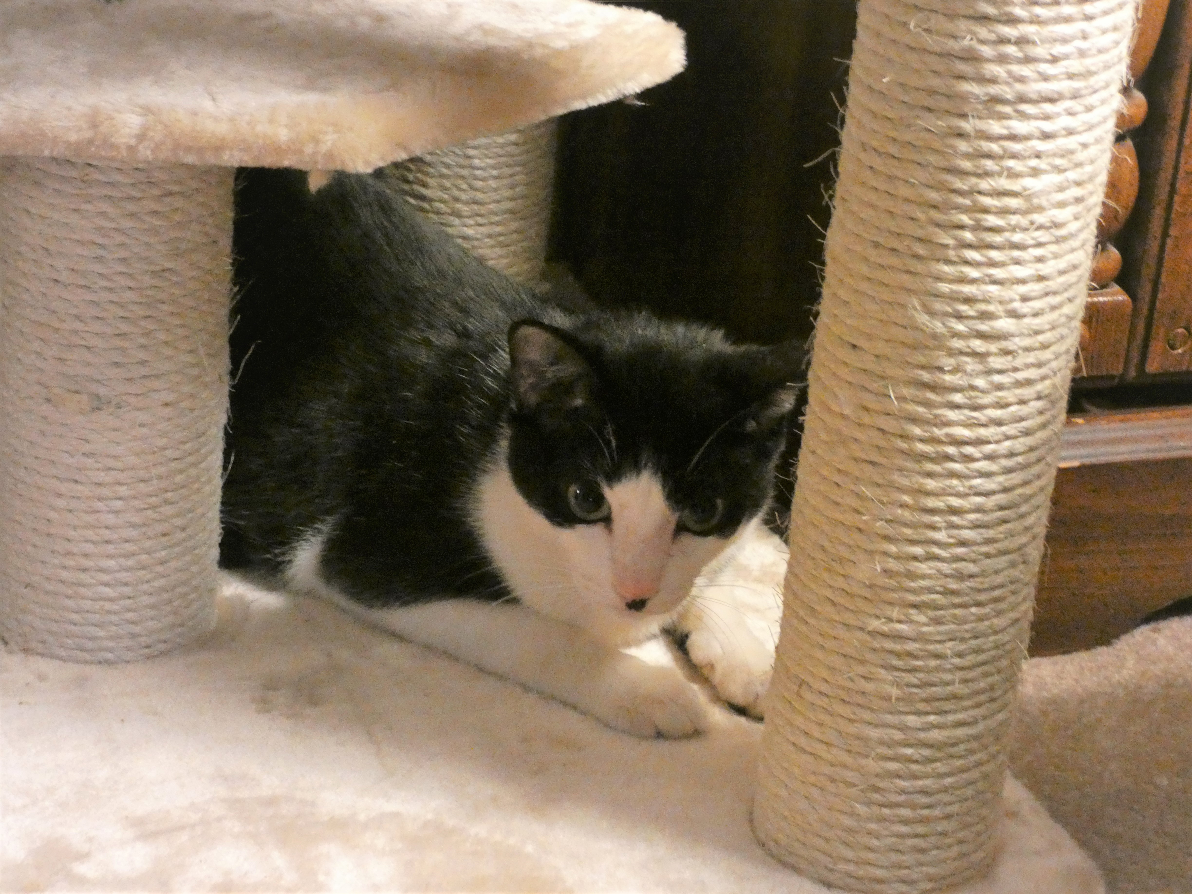 adoptable Cat in Maryville,TN named Charlie