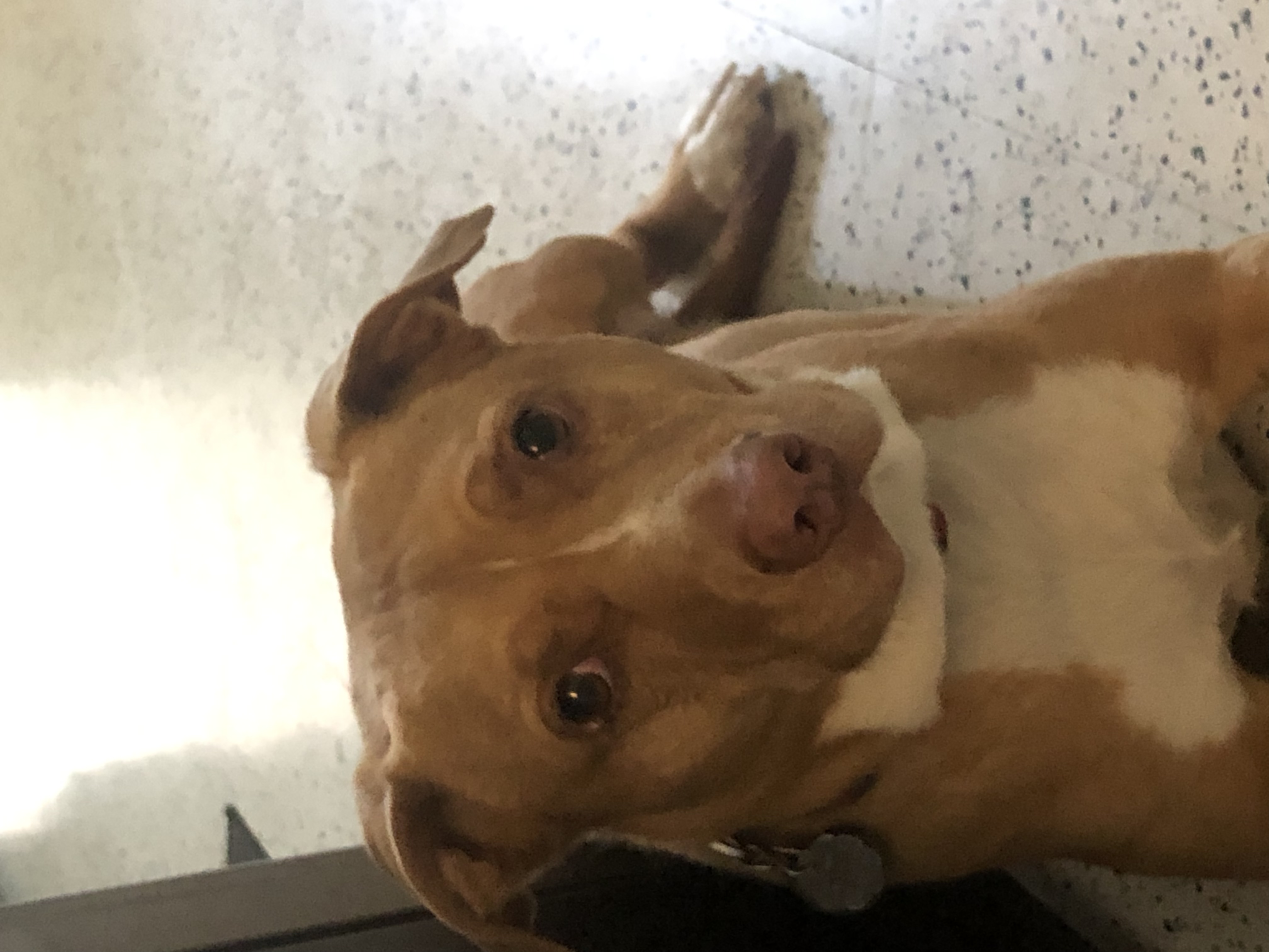 adoptable Dog in Denver,CO named Loki