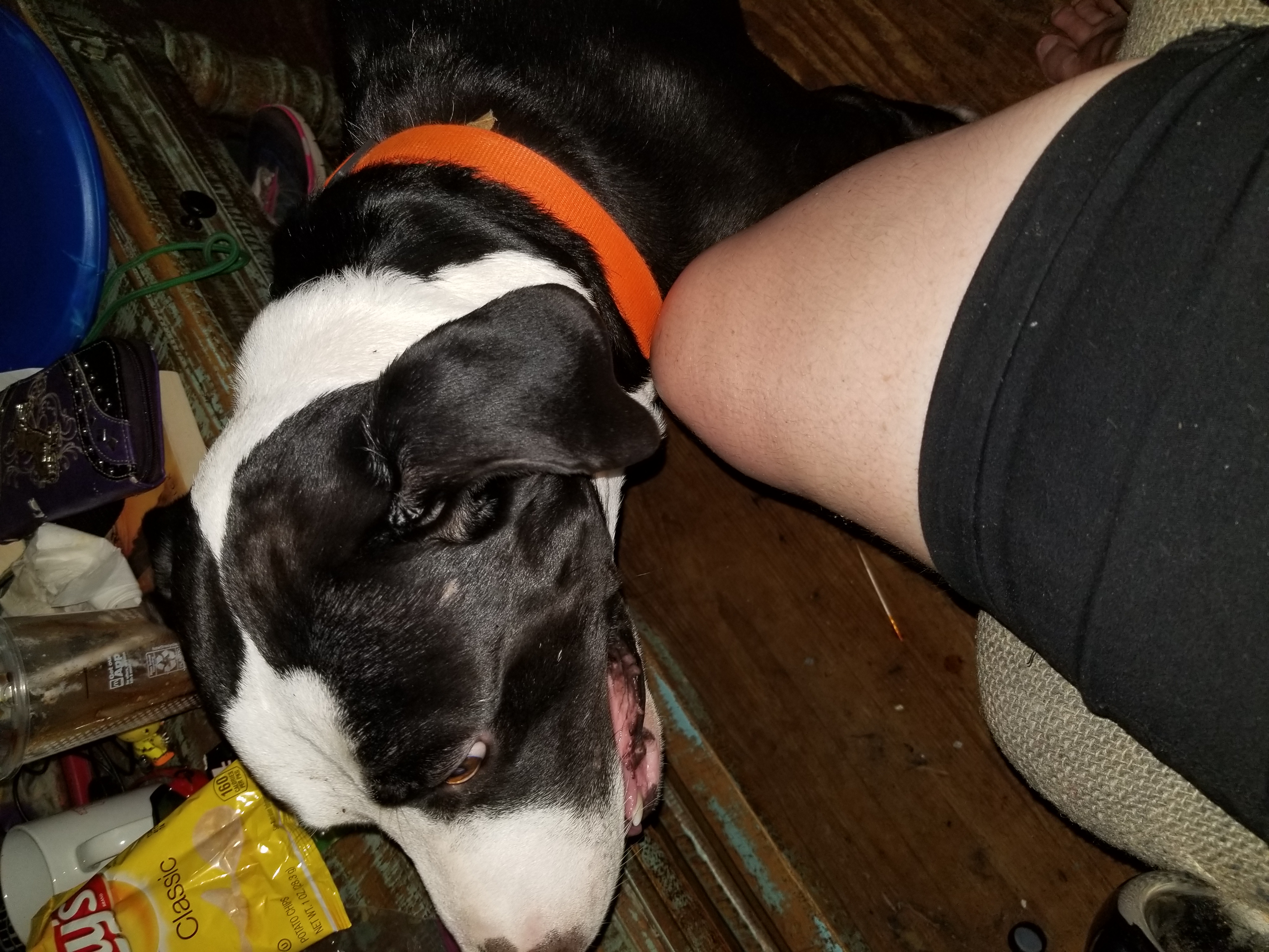 adoptable Dog in Hempstead,TX named Rufus