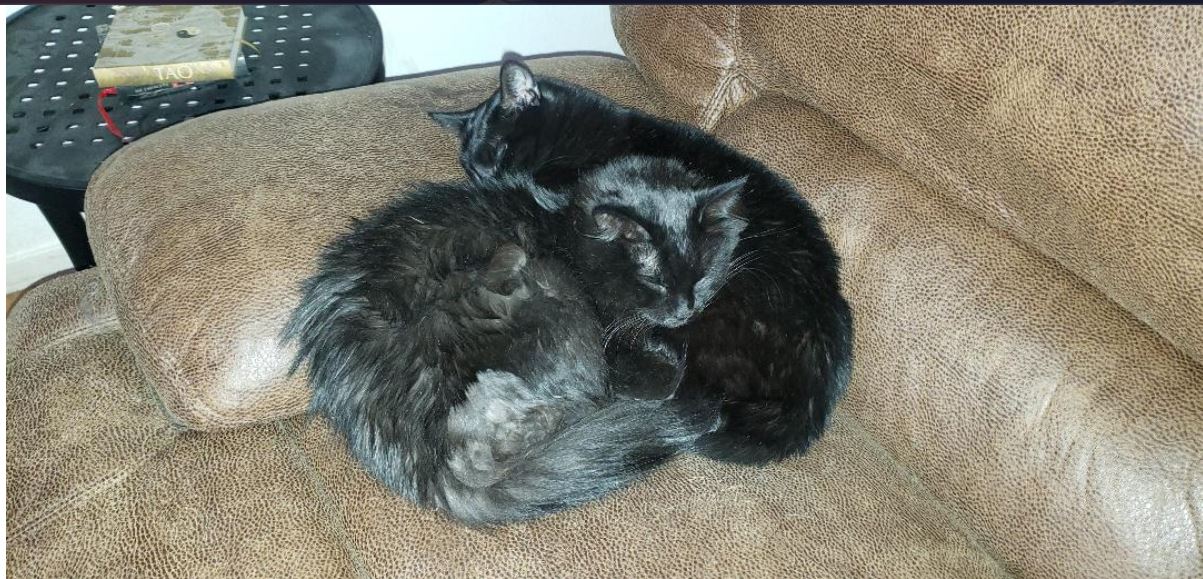 adoptable Cat in Las Vegas,NV named Cleo and Downey (Bonded Pair--Sisters)