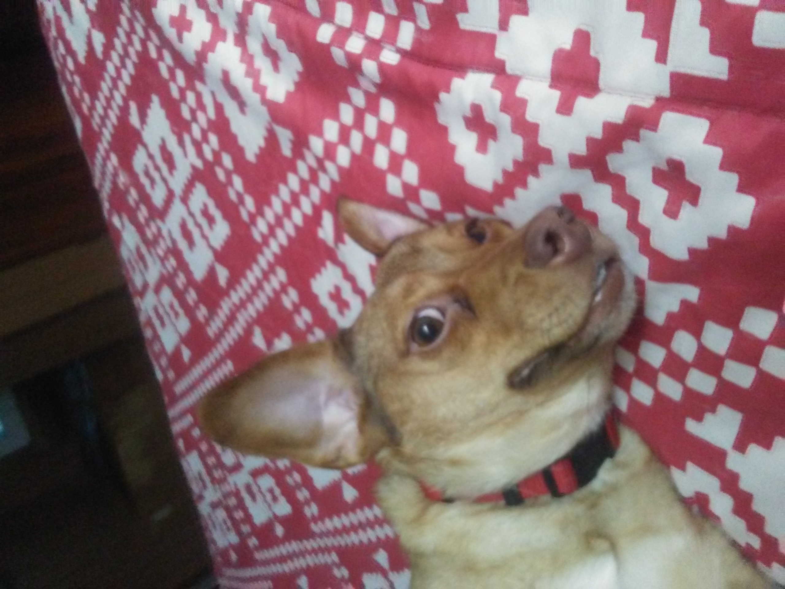 adoptable Dog in Whitney,TX named Momma