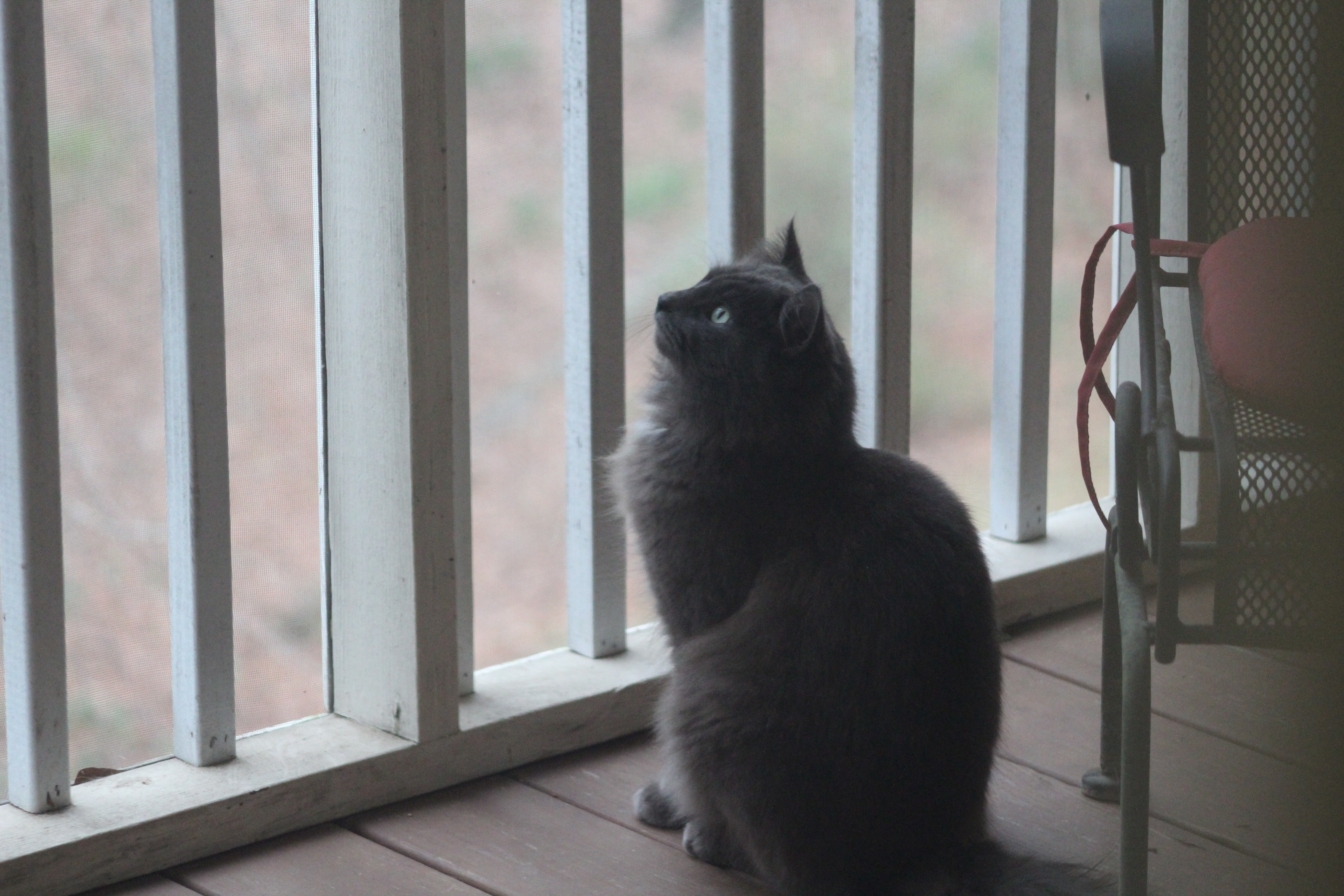 adoptable Cat in Atlanta,GA named Mr. Kitty
