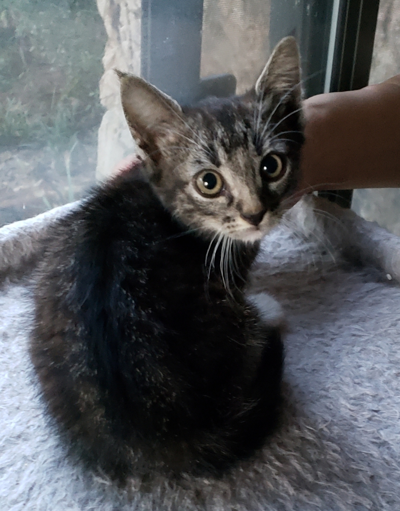 adoptable Cat in Mesquite,TX named Kooky