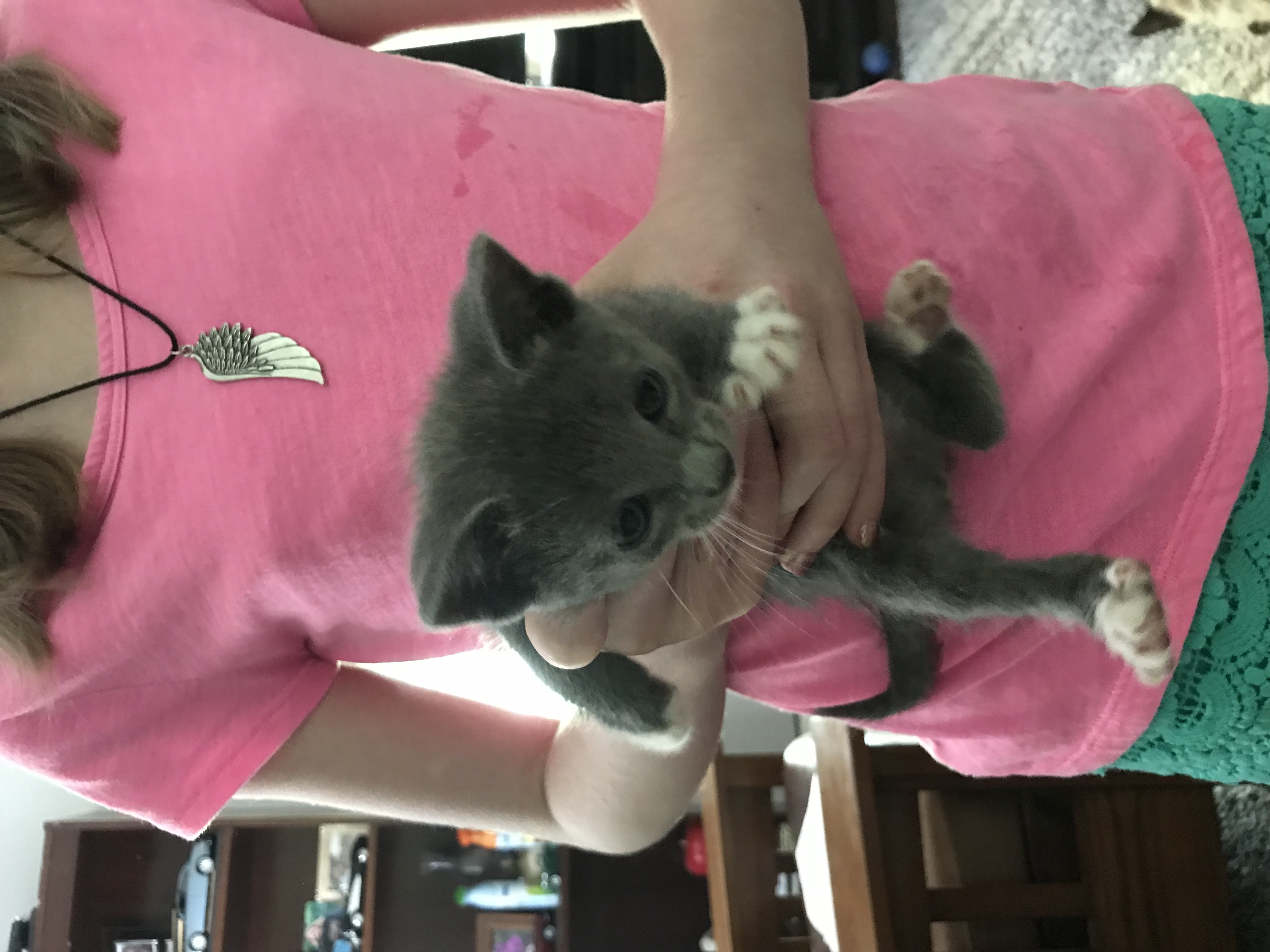 adoptable Cat in West Columbia,TX named Socks