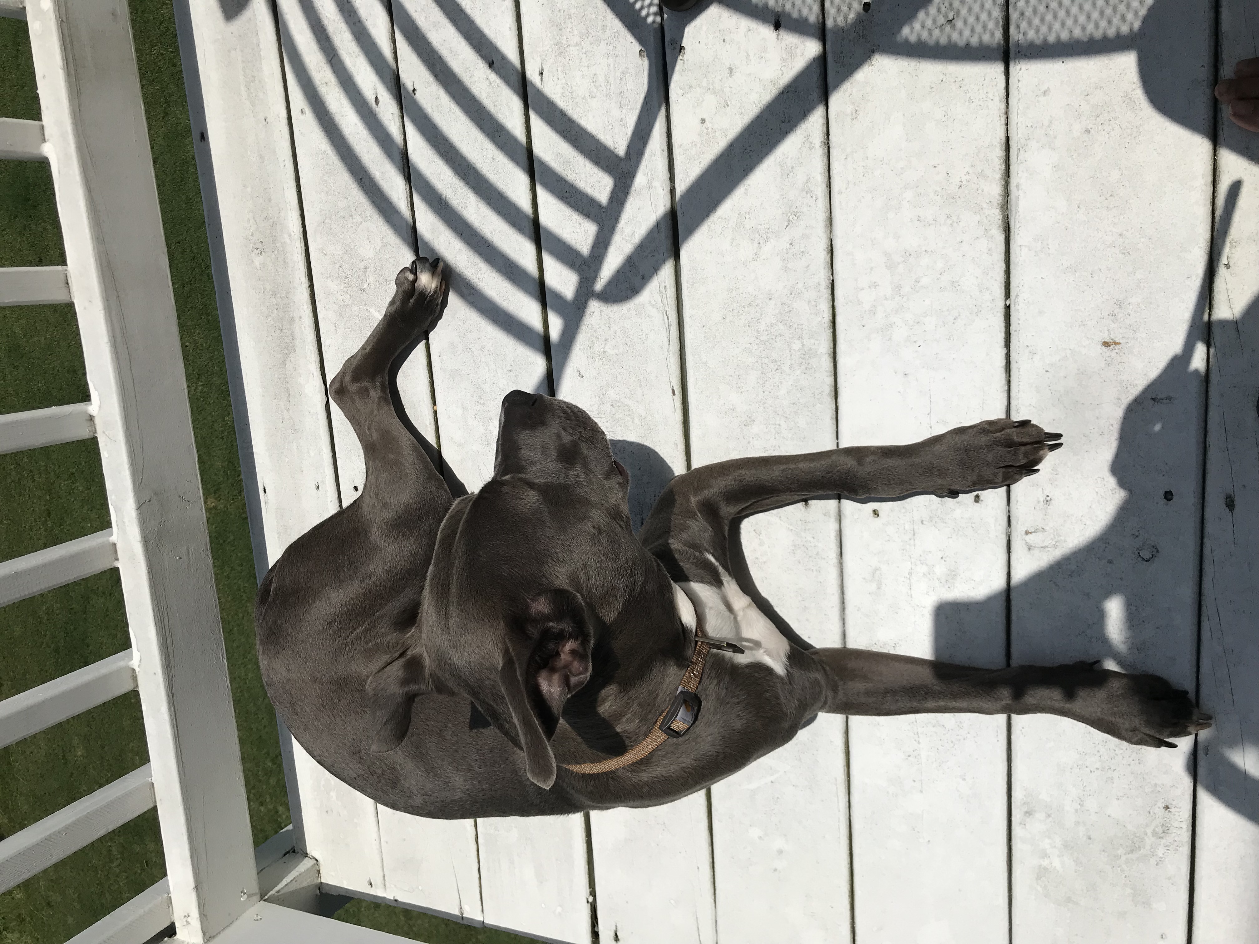 adoptable Dog in Virginia Beach,VA named Booch