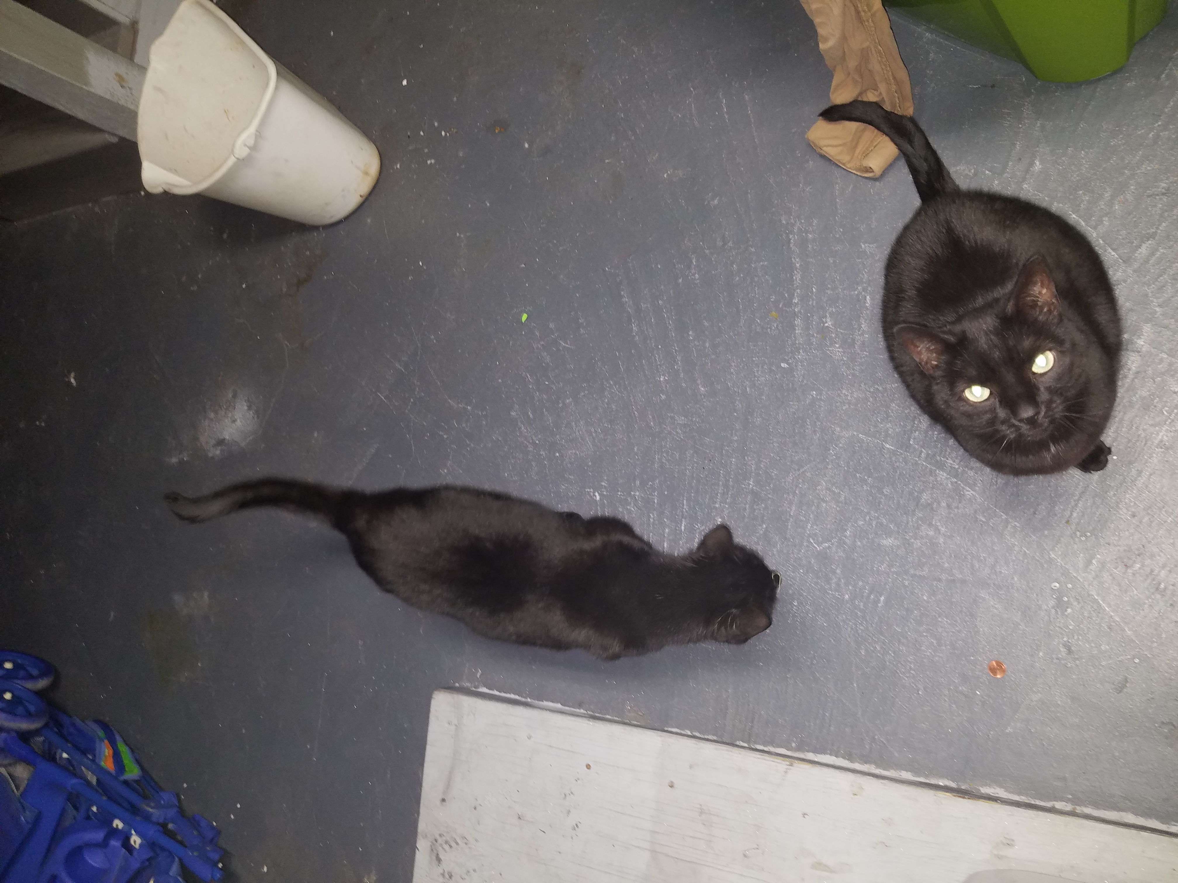 adoptable Cat in Milford,DE named Tommie and Tudy