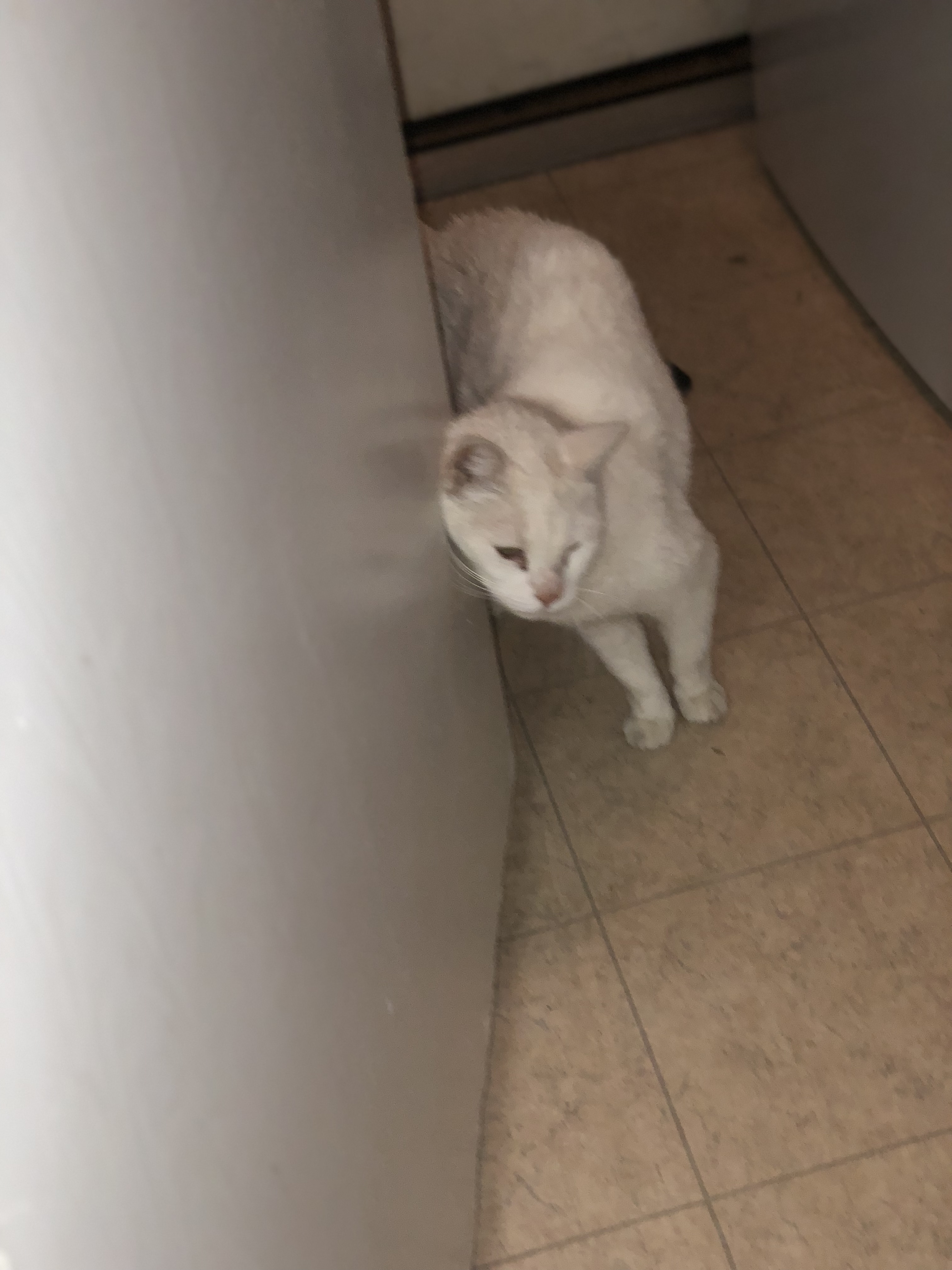 adoptable Cat in Tucson,AZ named Carolina 