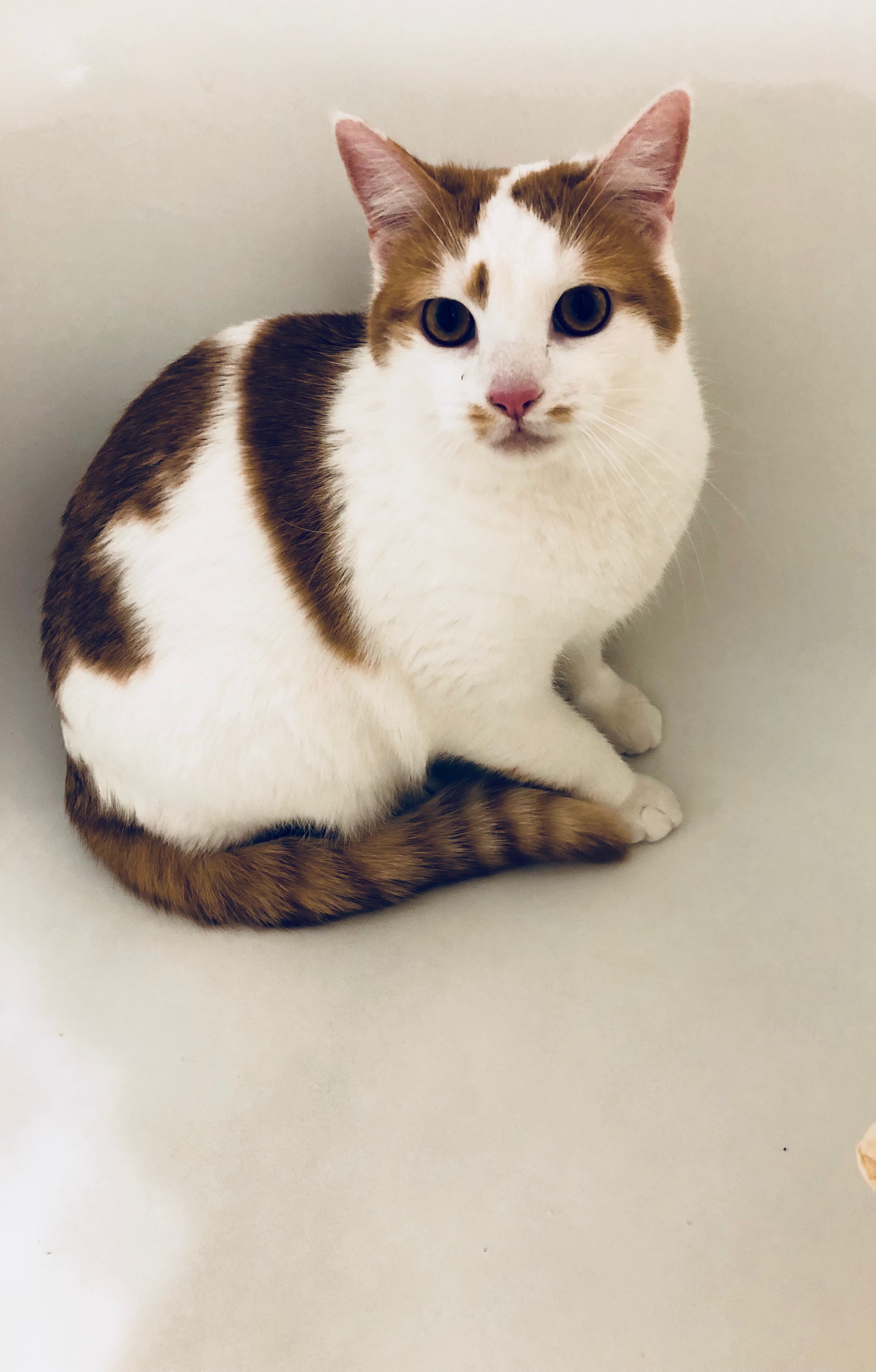 adoptable Cat in Farmington,MI named Michi