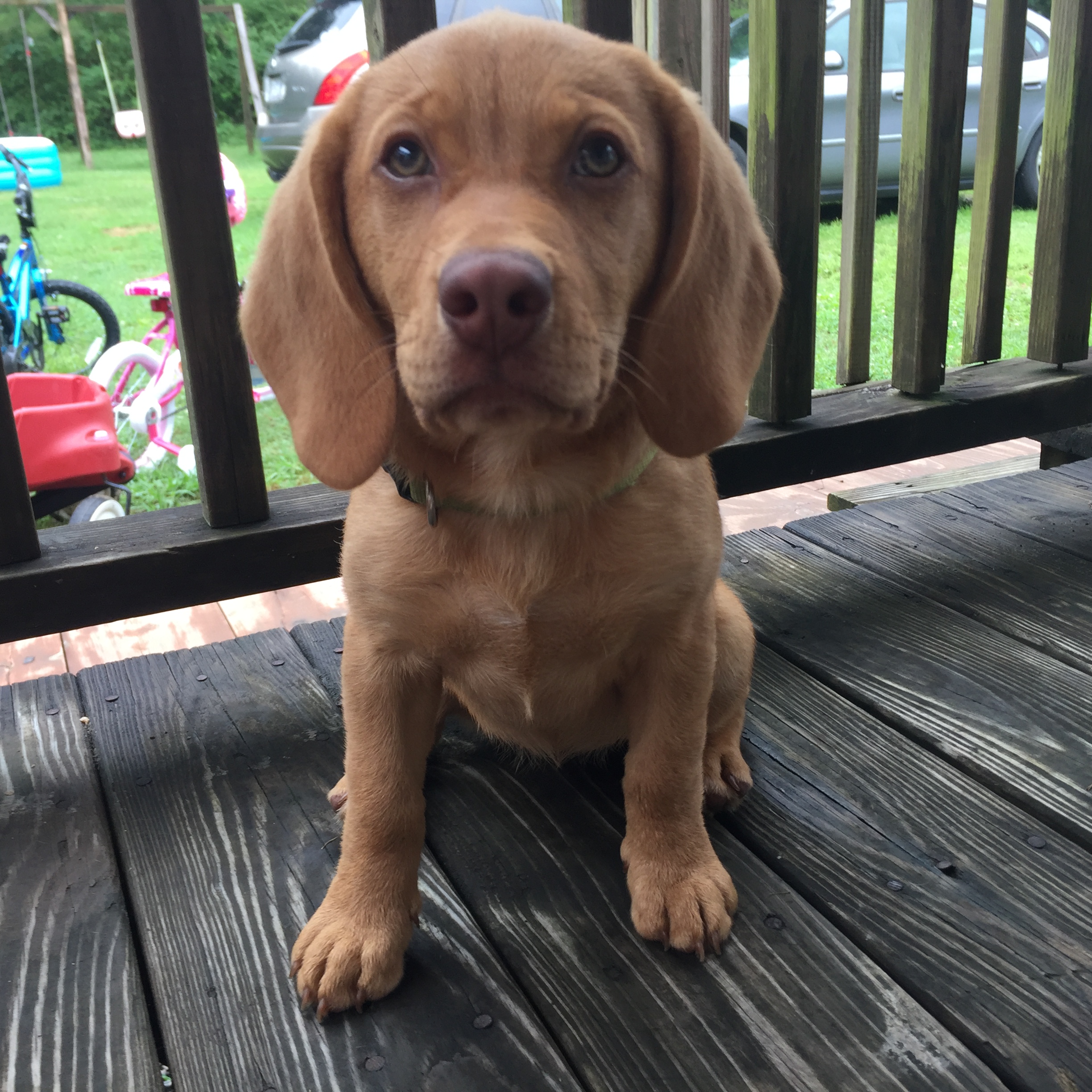 adoptable Dog in Oxford,NC named Harleigh