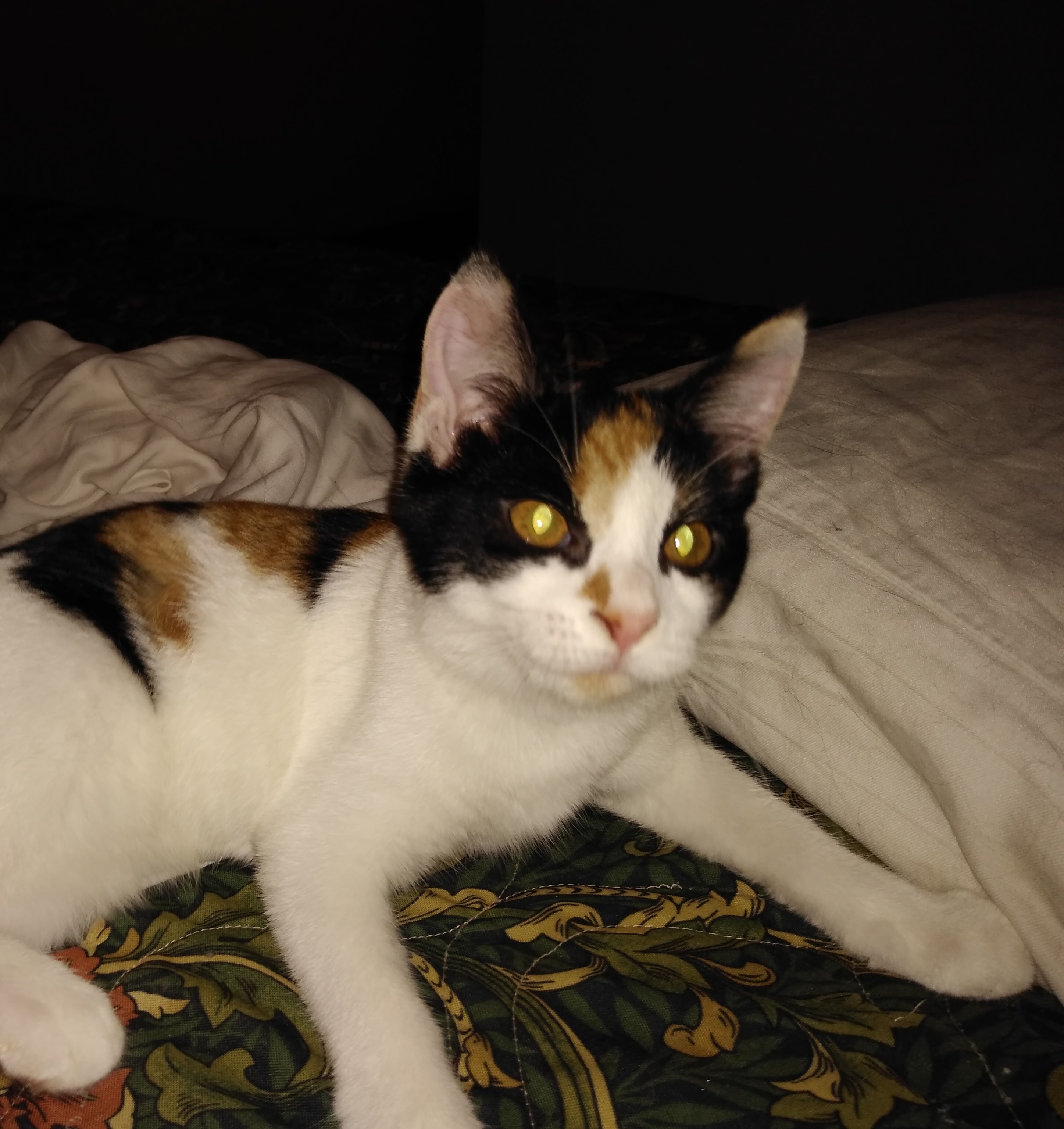 adoptable Cat in Tuscaloosa,AL named Cameo
