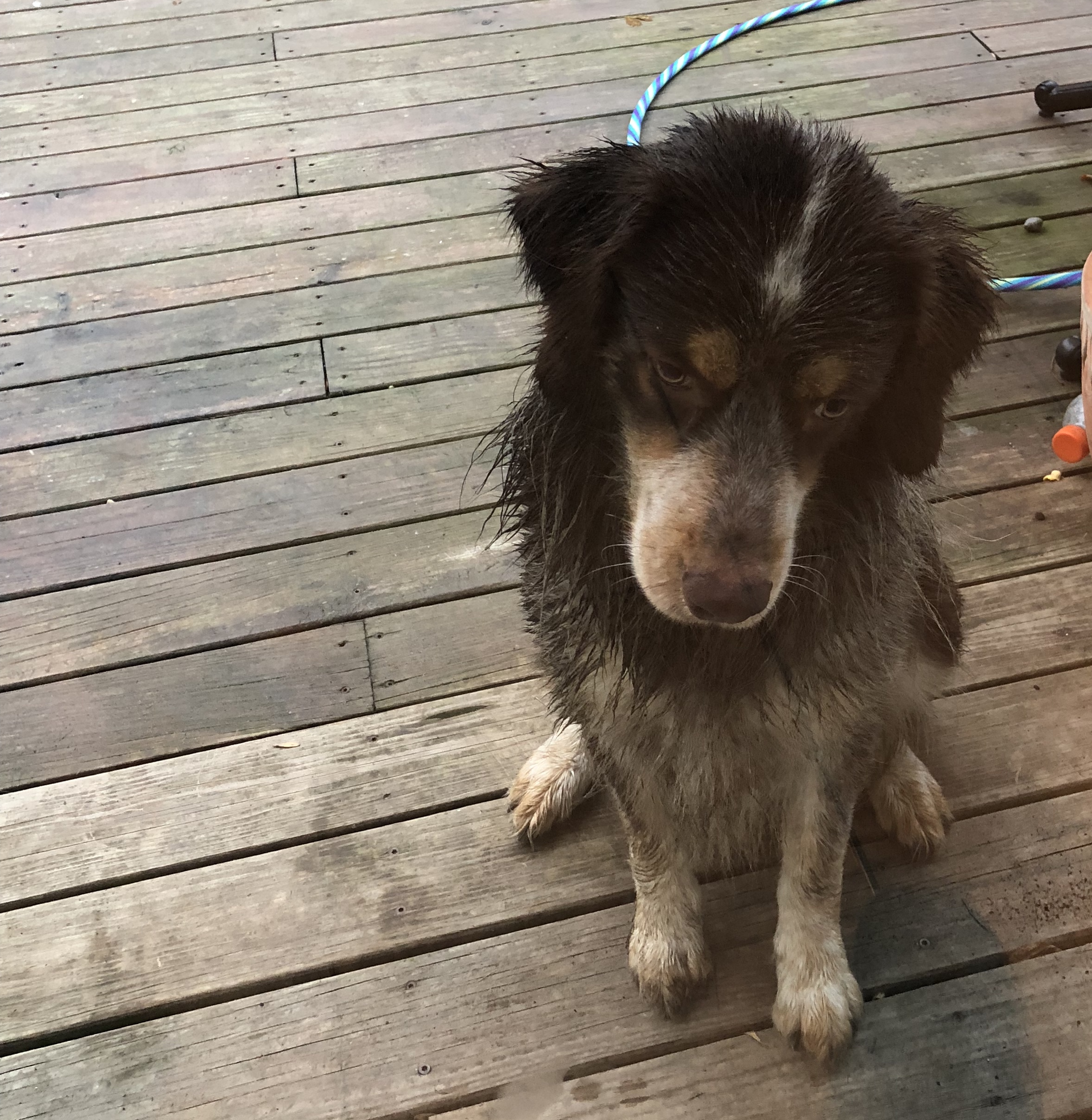 adoptable Dog in Prairie City,IA named Gus