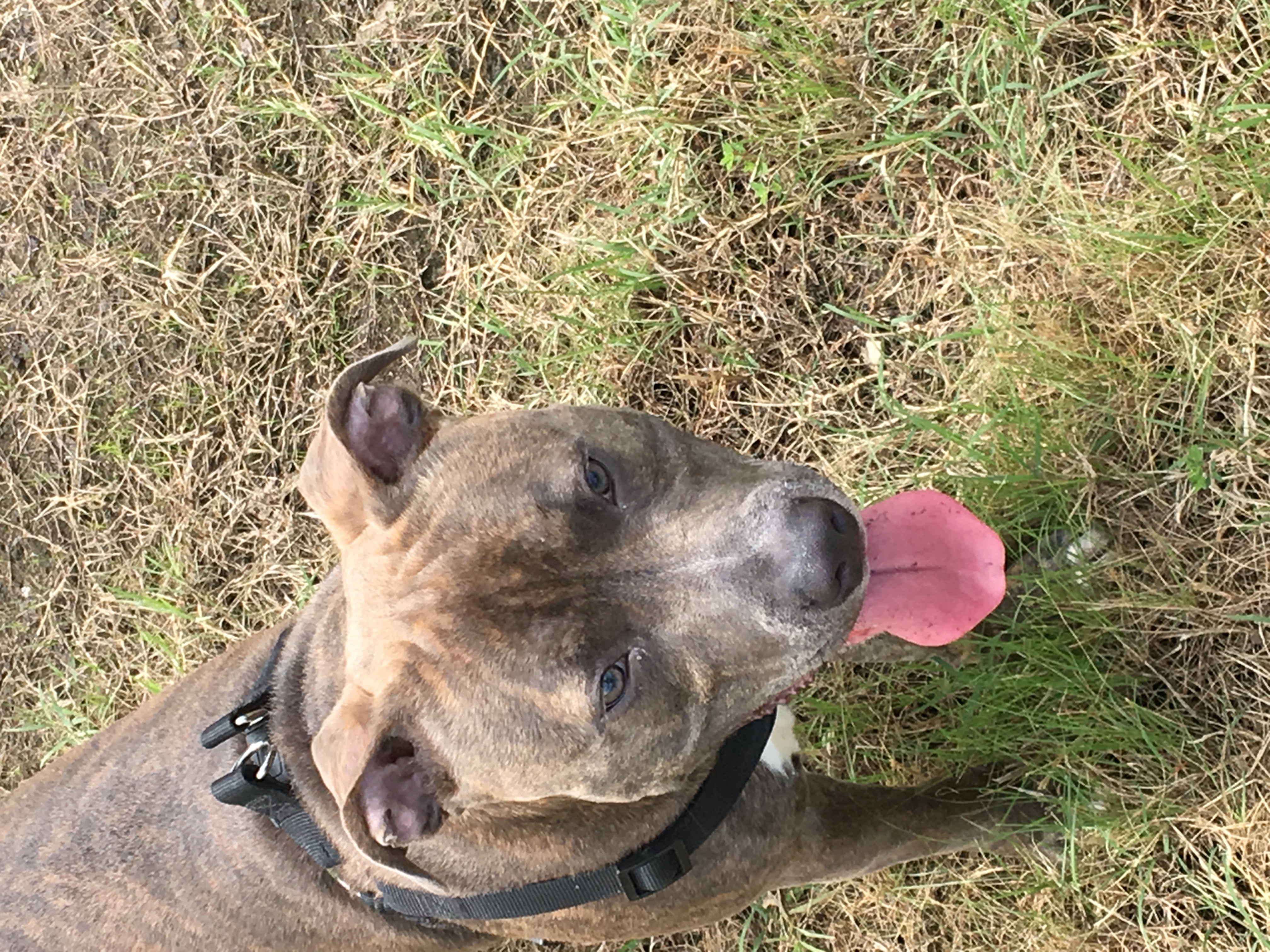 adoptable Dog in Norfolk,VA named Sosa