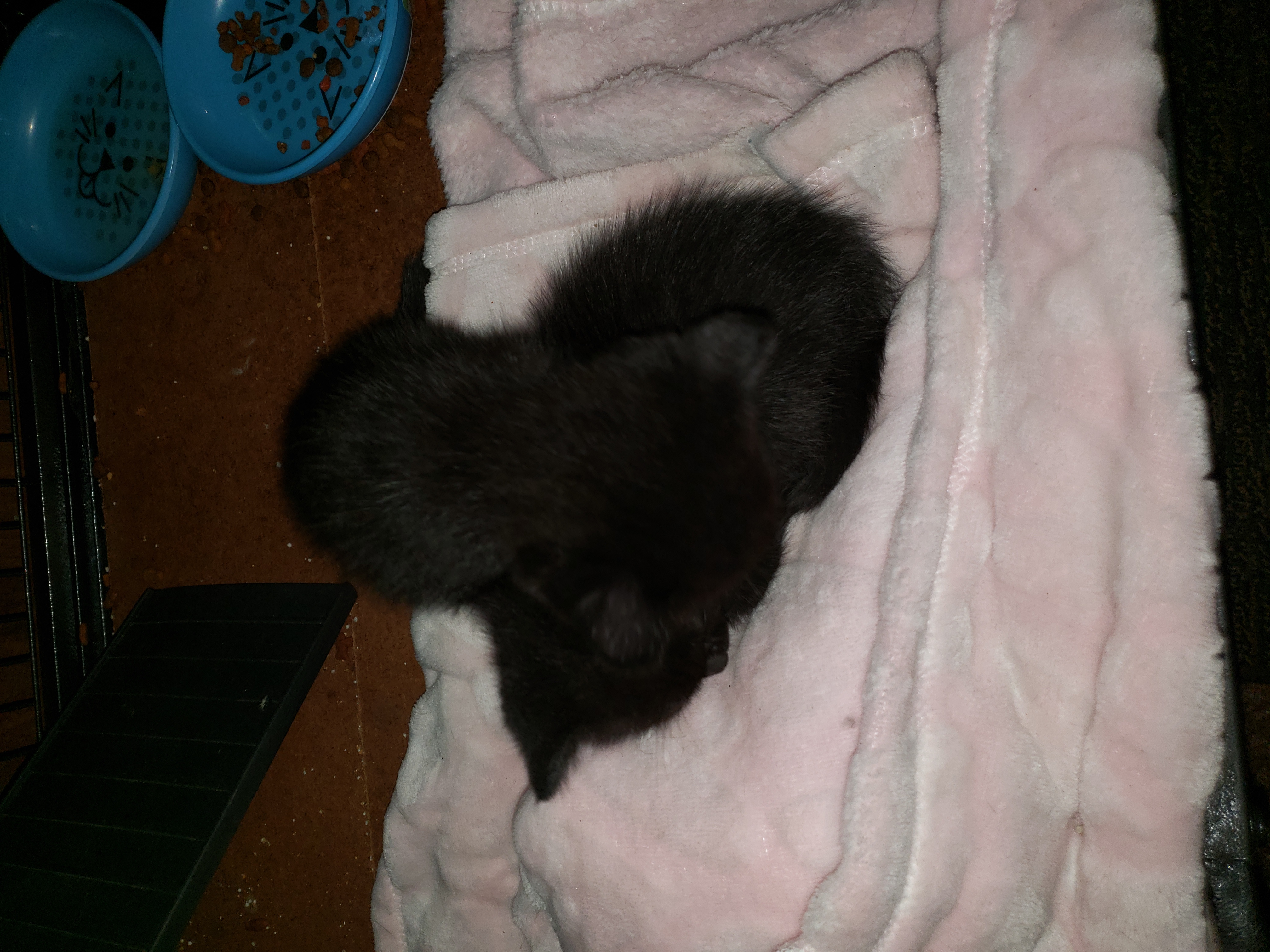 adoptable Cat in Panama City Beach,FL named Farrell cats 3 adult females 3 about 6 week old kittens.