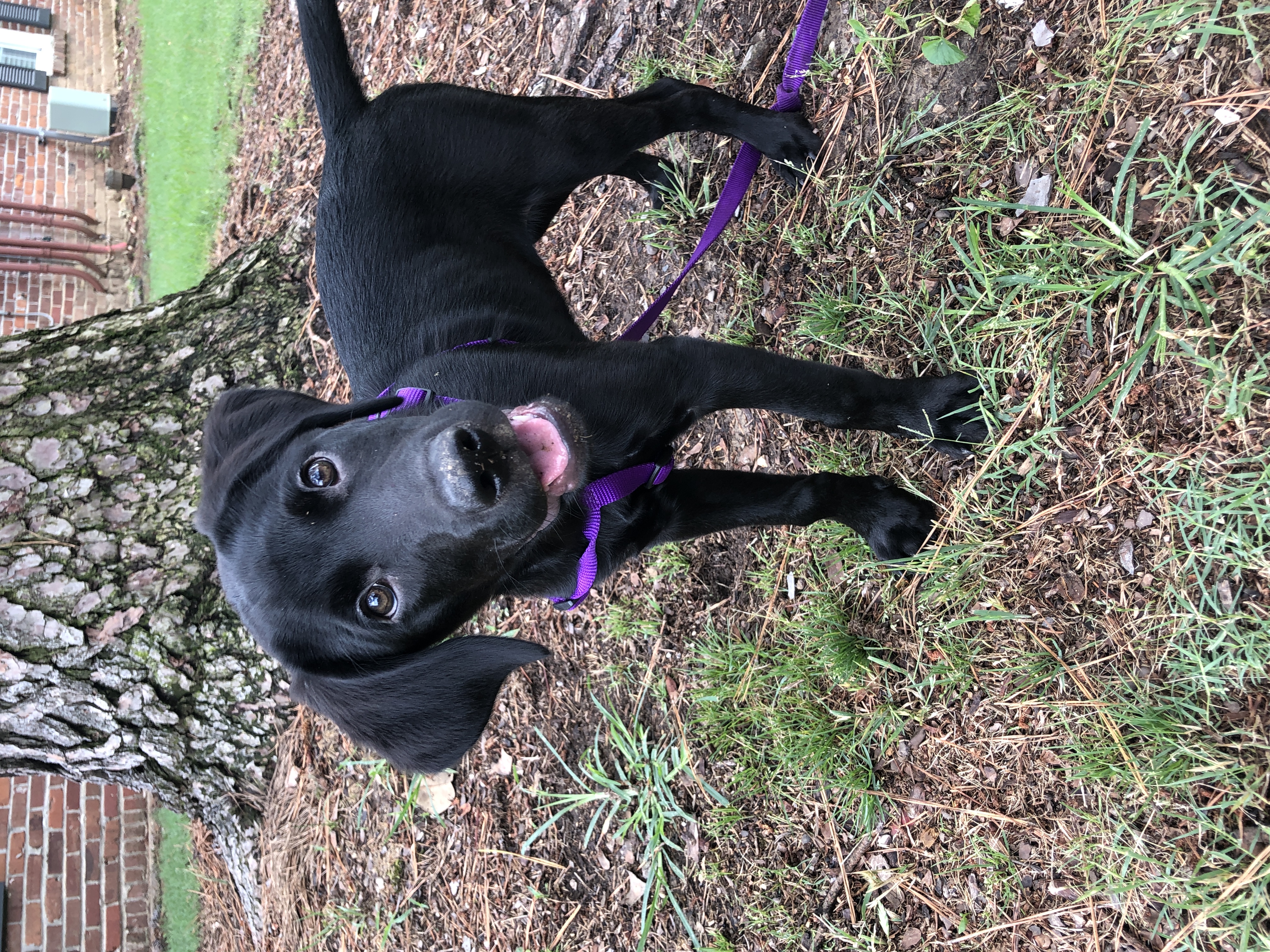 adoptable Dog in Memphis,TN named Lyla 