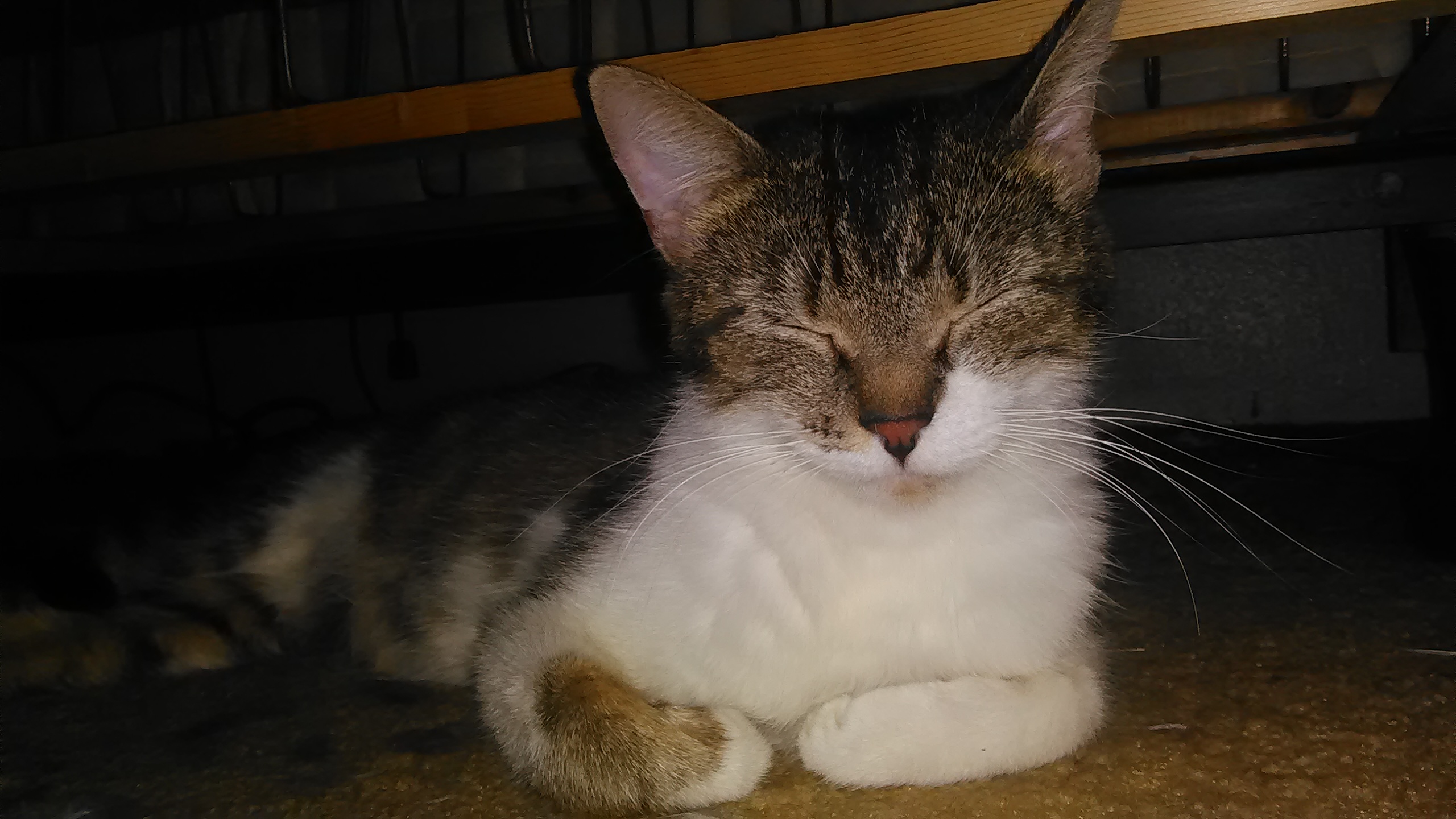 adoptable Cat in Tempe,AZ named Mama