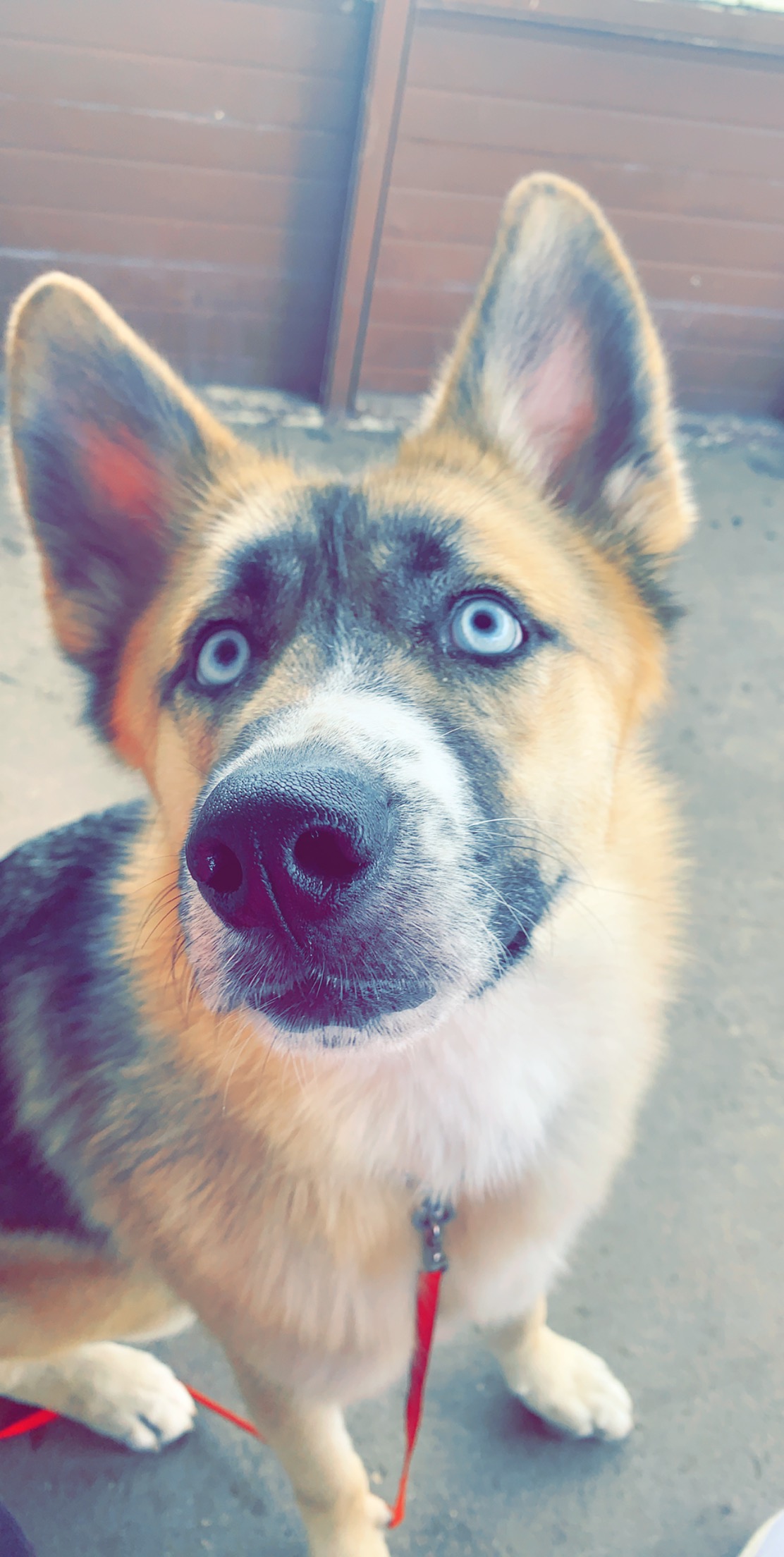 adoptable Dog in La Porte,TX named Mika