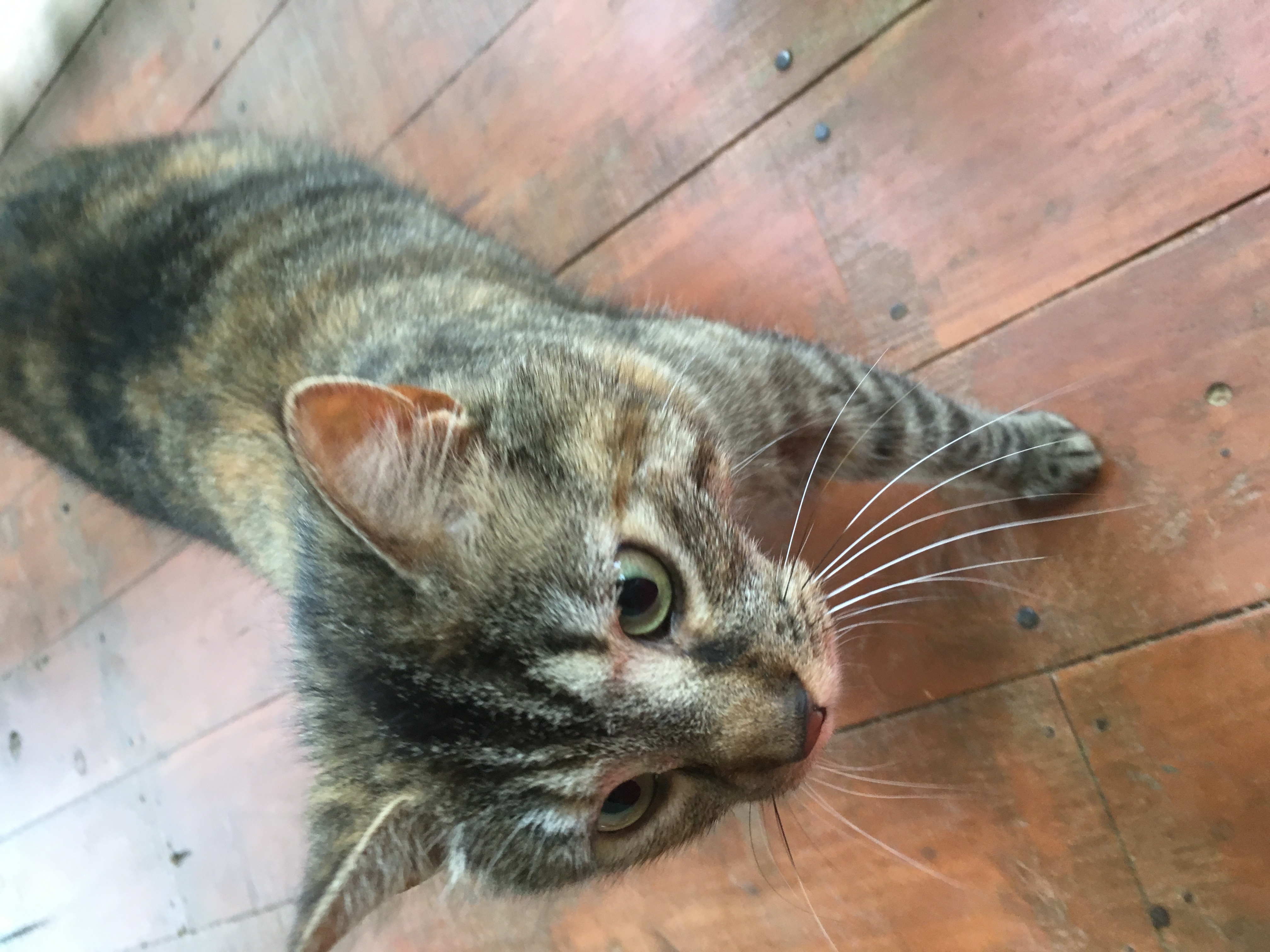 adoptable Cat in Keswick,VA named Lulu